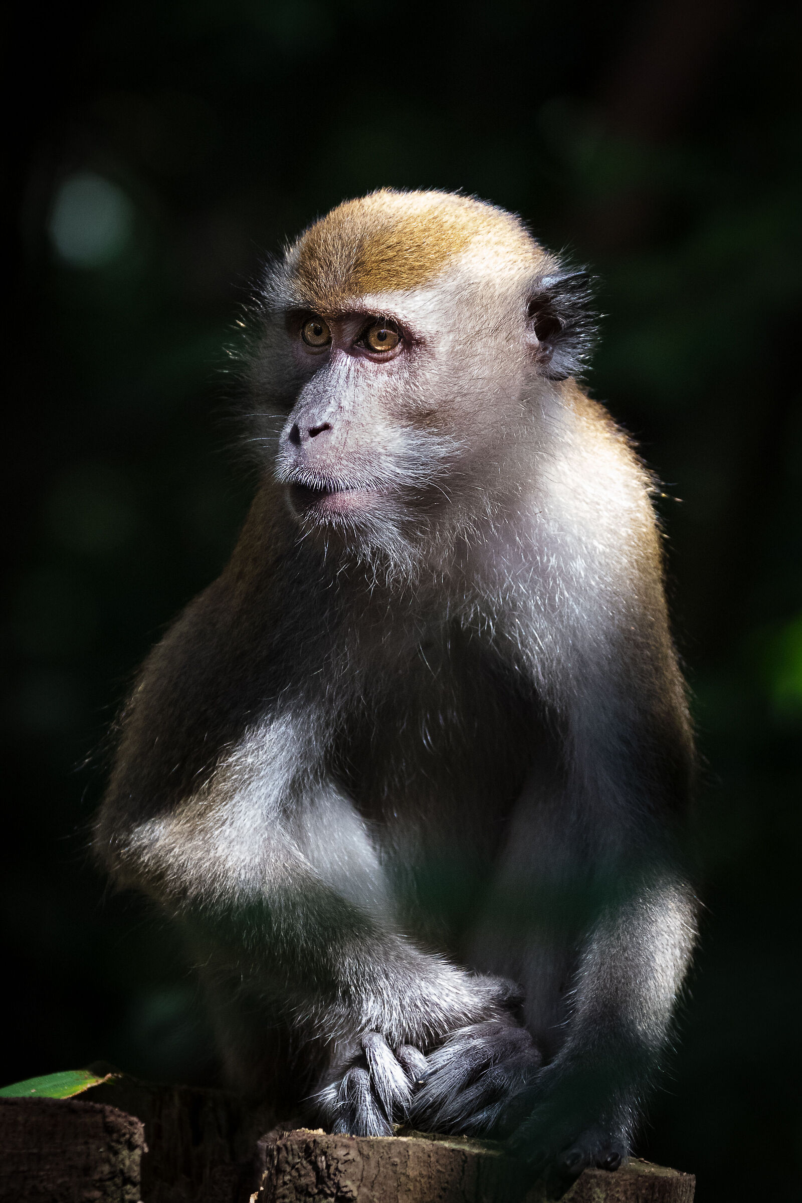 Long Tailed Macaque - Singapore