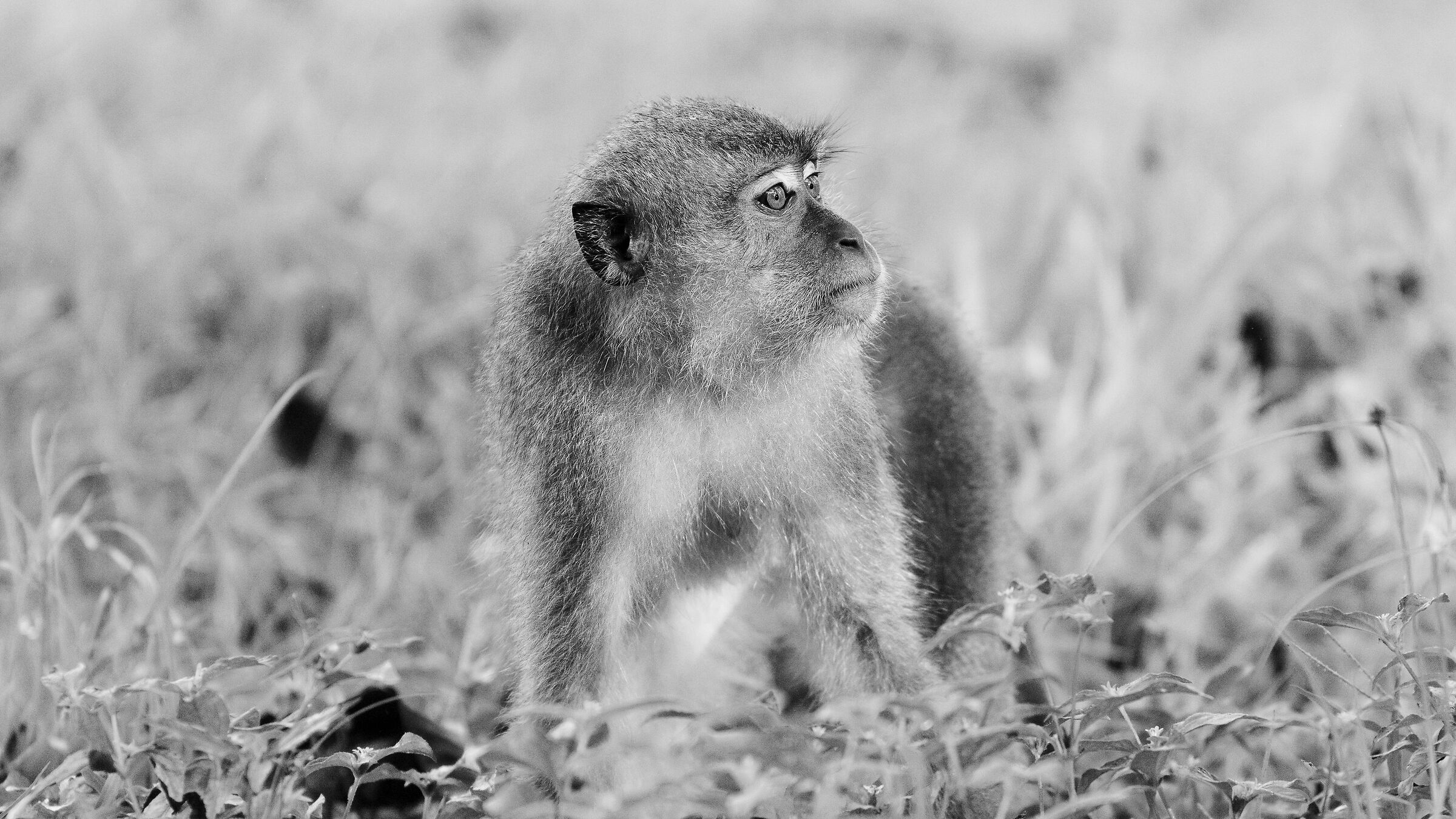 Long Tailed Macaque - Singapore