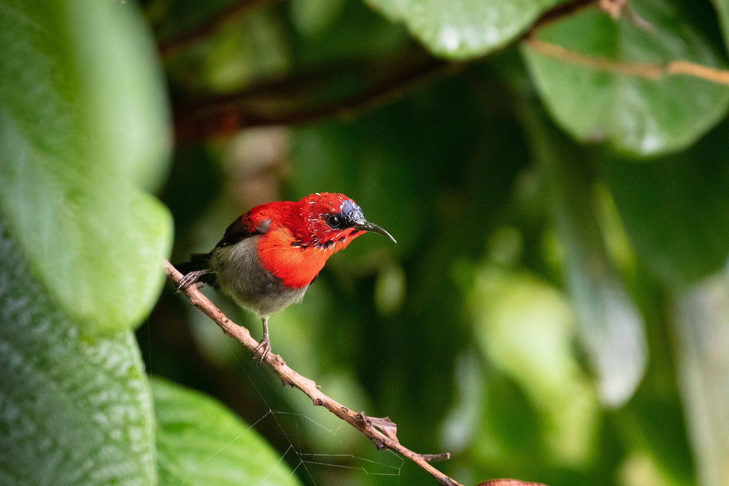 Crimson Sunbird