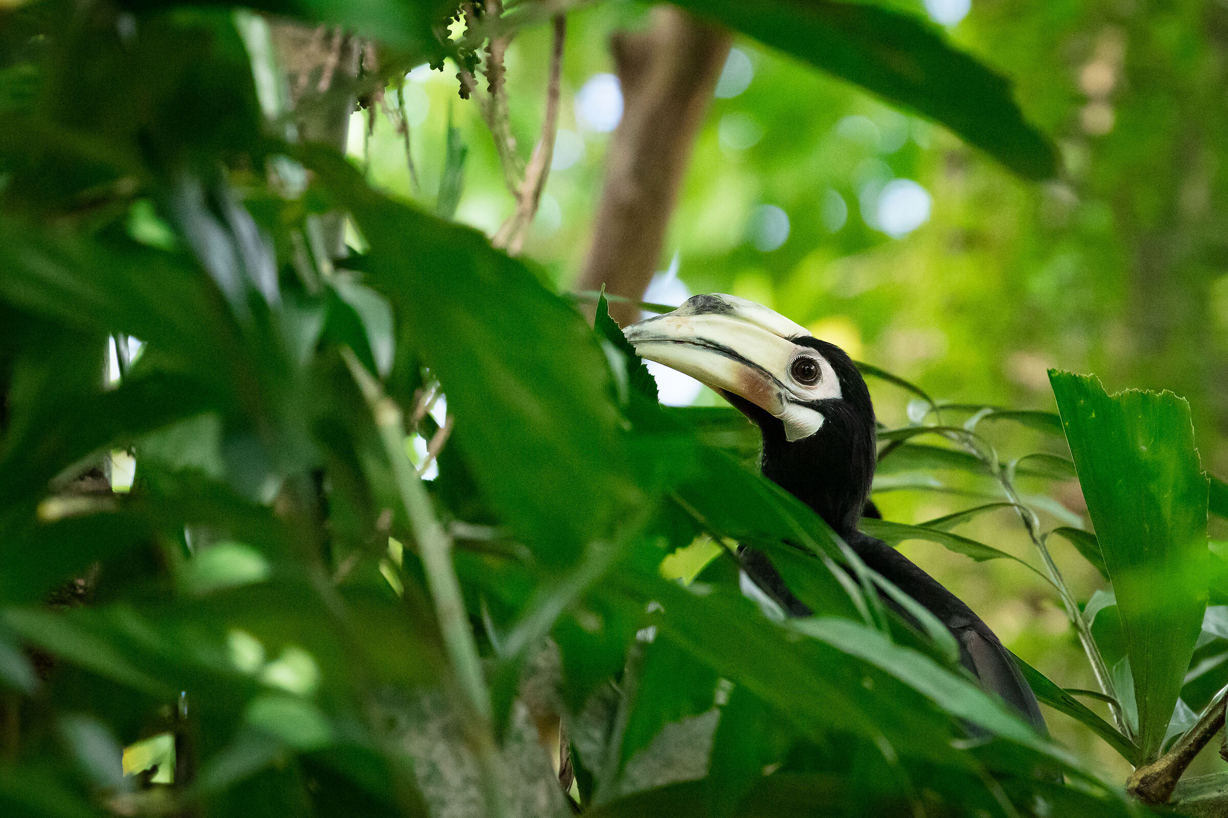 Oriental Pied-Hornbill