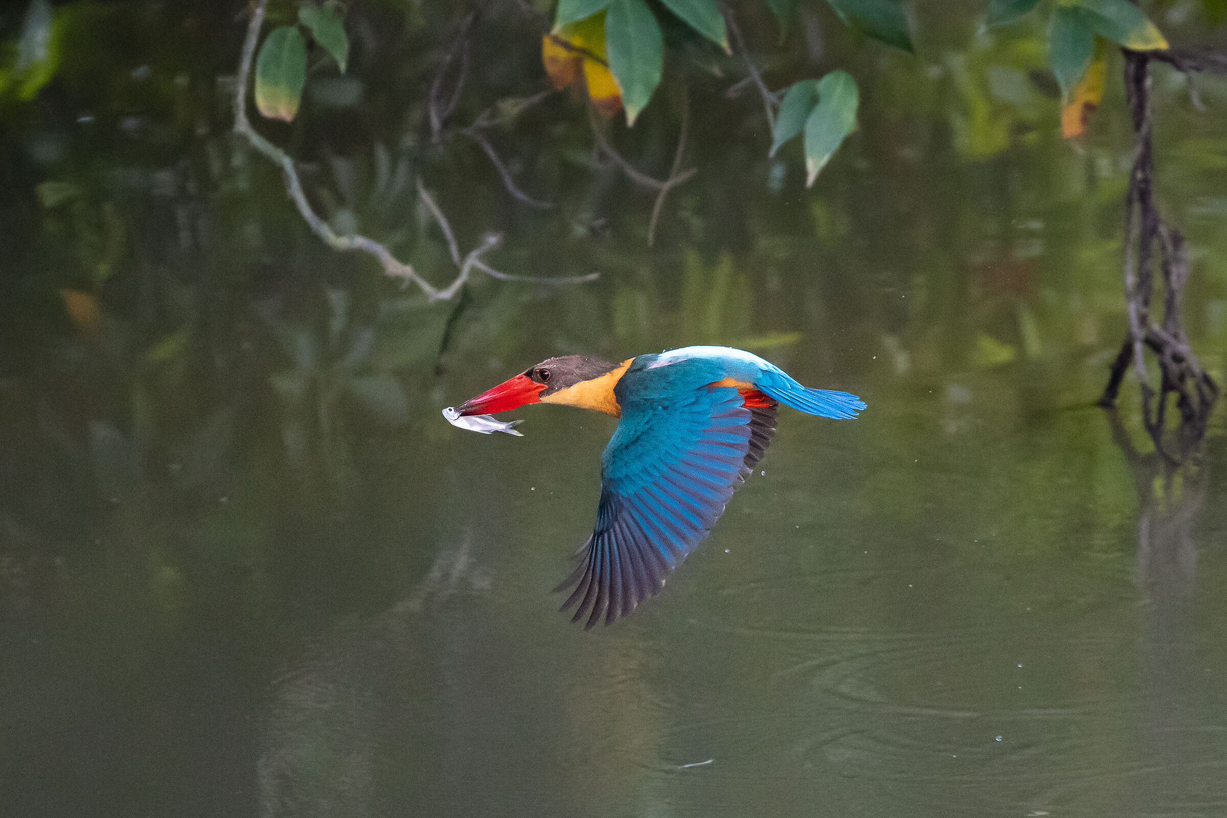 Stork-Billed Kingfisher
