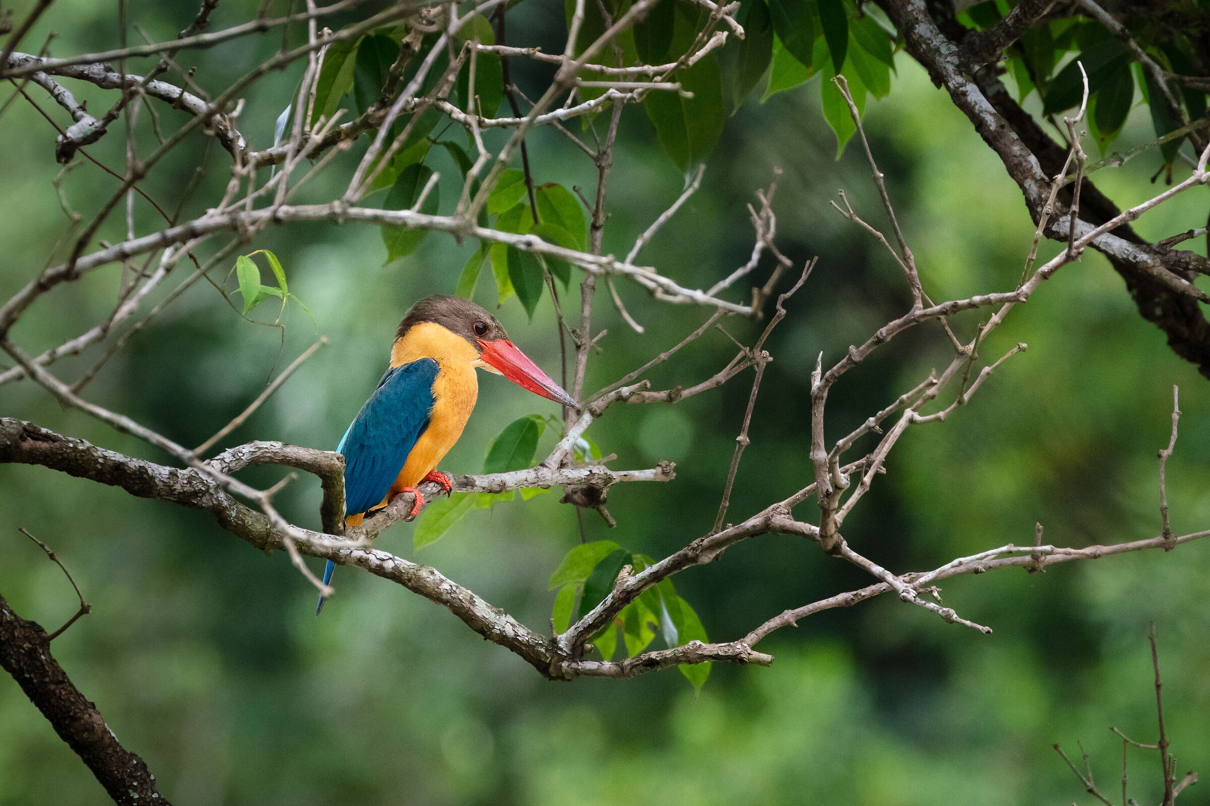 Stork-Billed Kingfisher