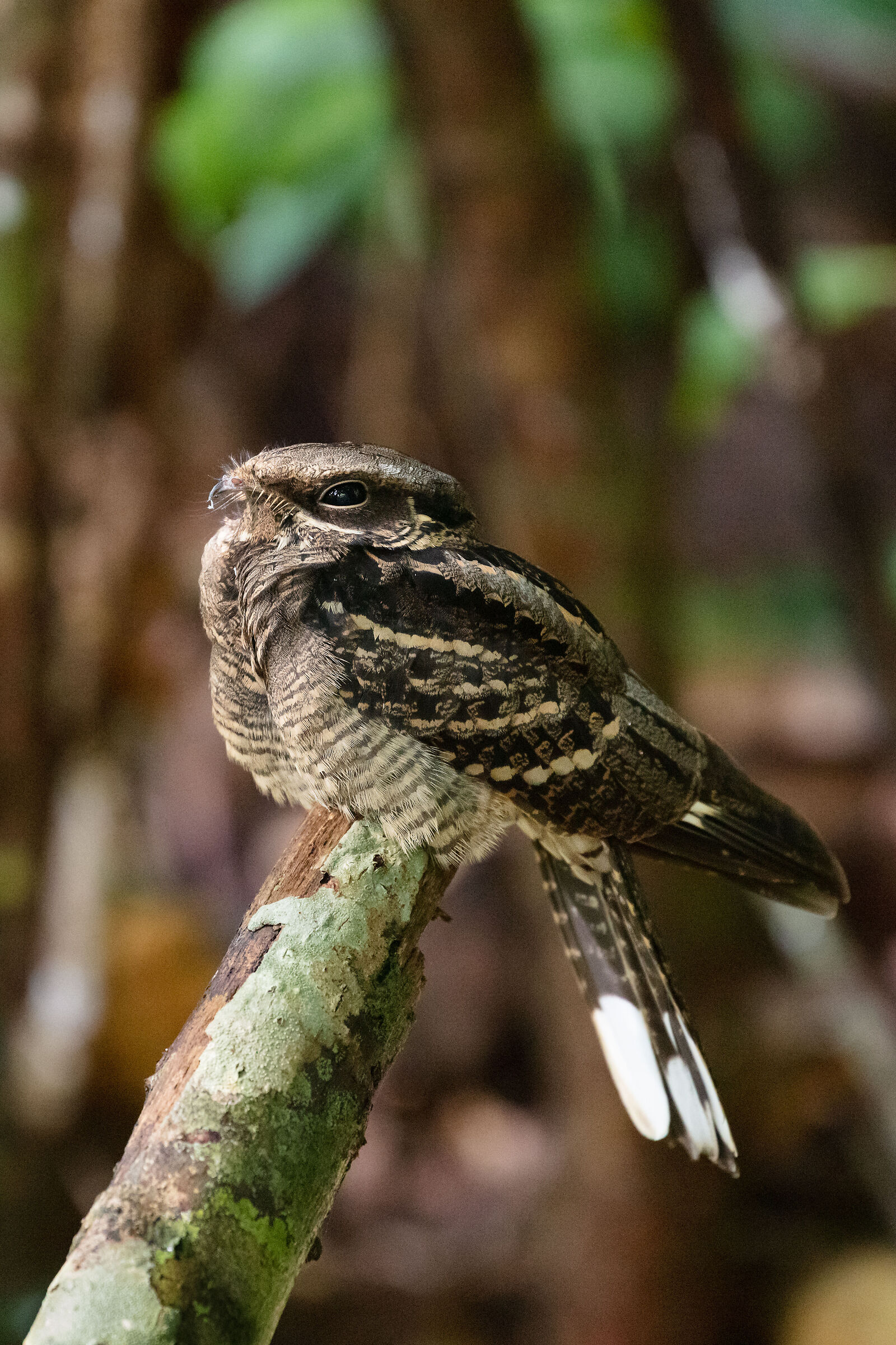 Nightjar