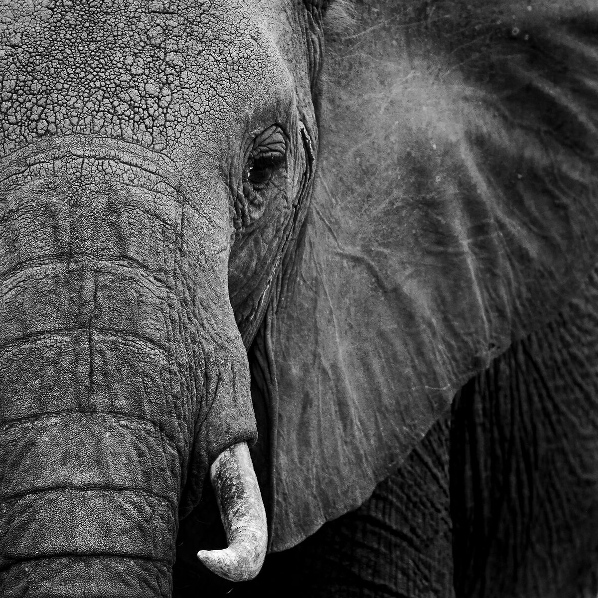 Elefante B&W