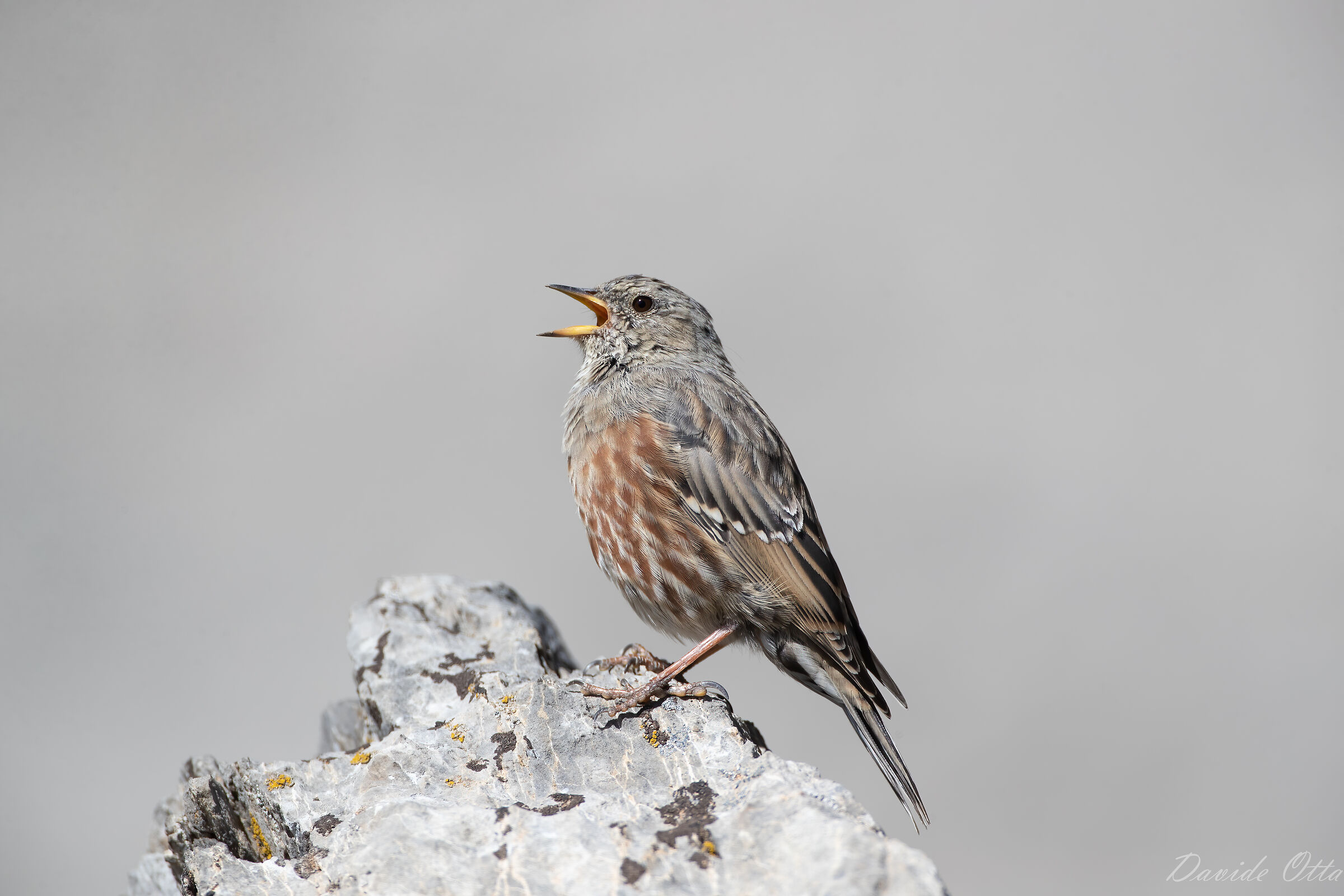 Il canto del sordone