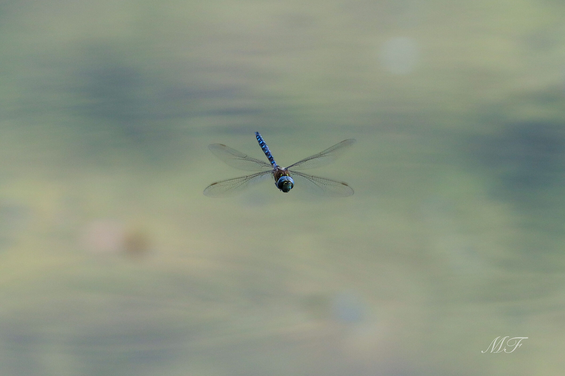 Libellula