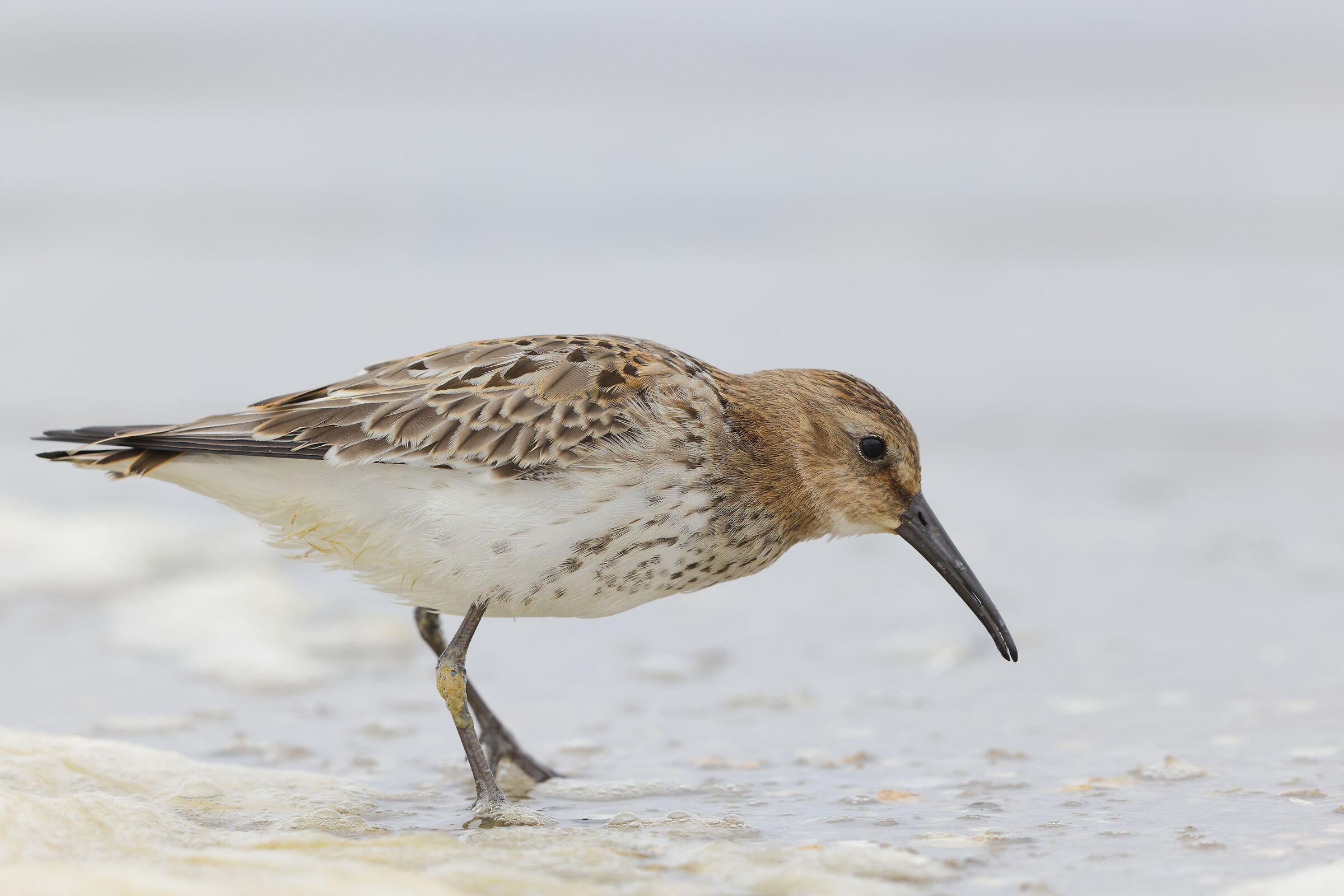 Dunlin