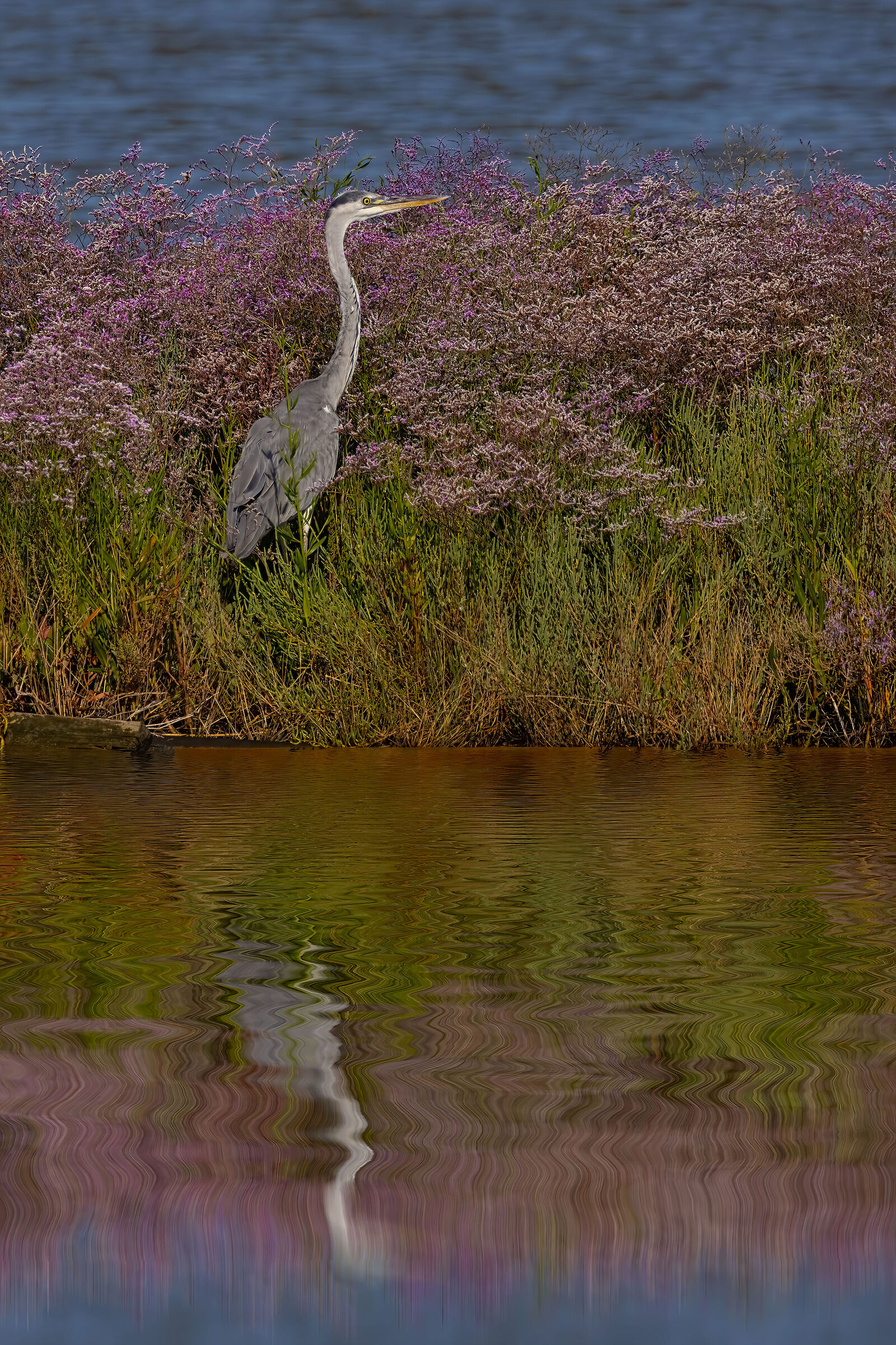 Incontri nelle Valli di Comacchio