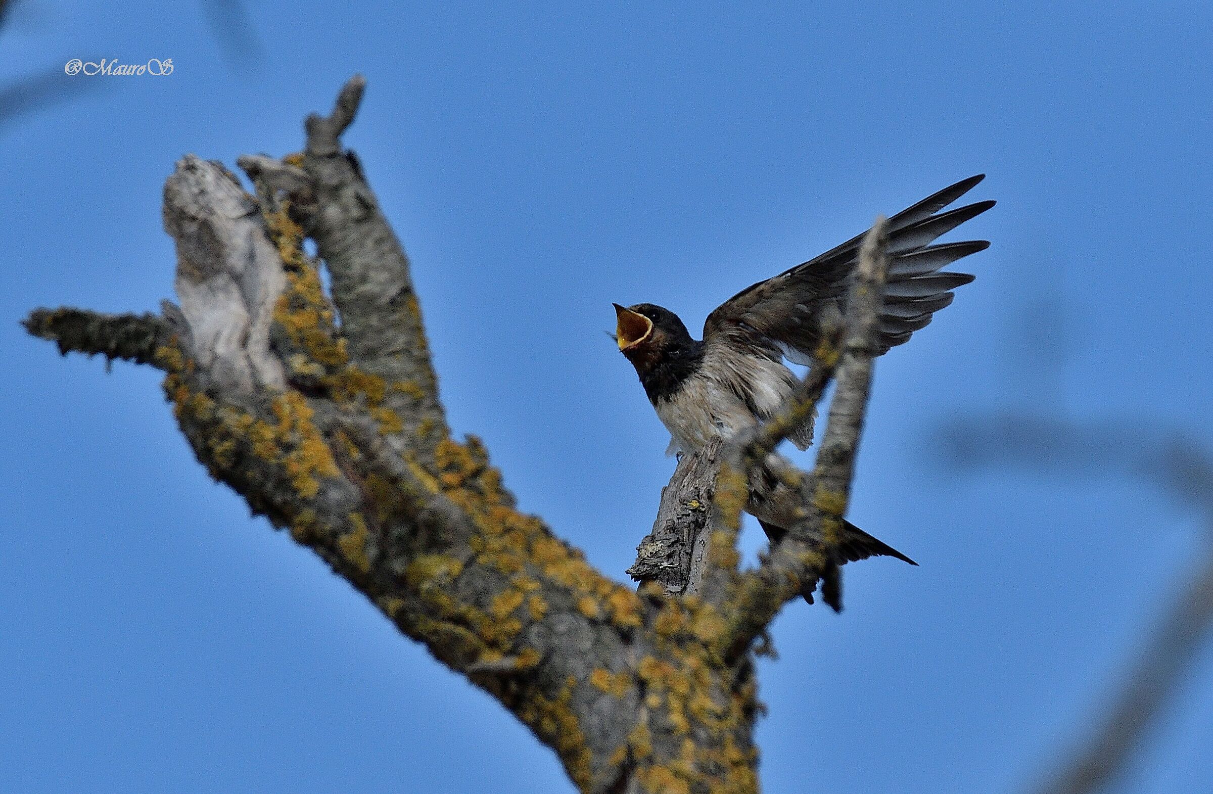in attesa dell'imbeccata