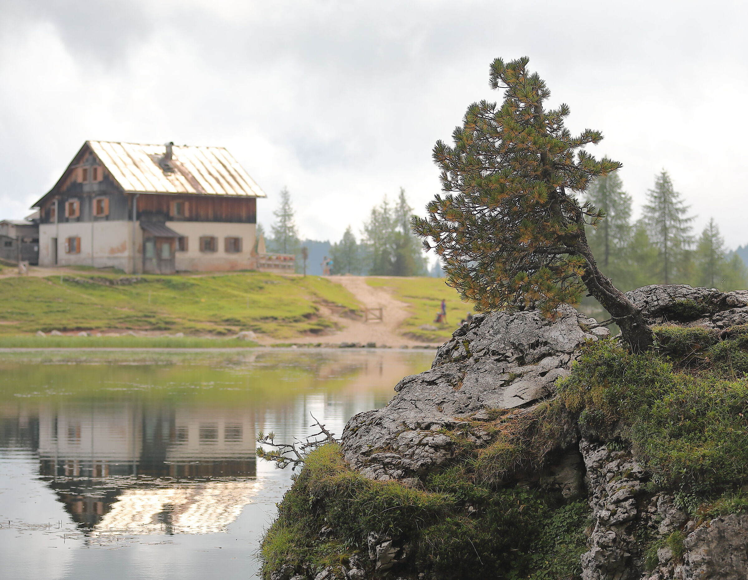 Pino Mugo al Lago Federa (Croda da Lago)
