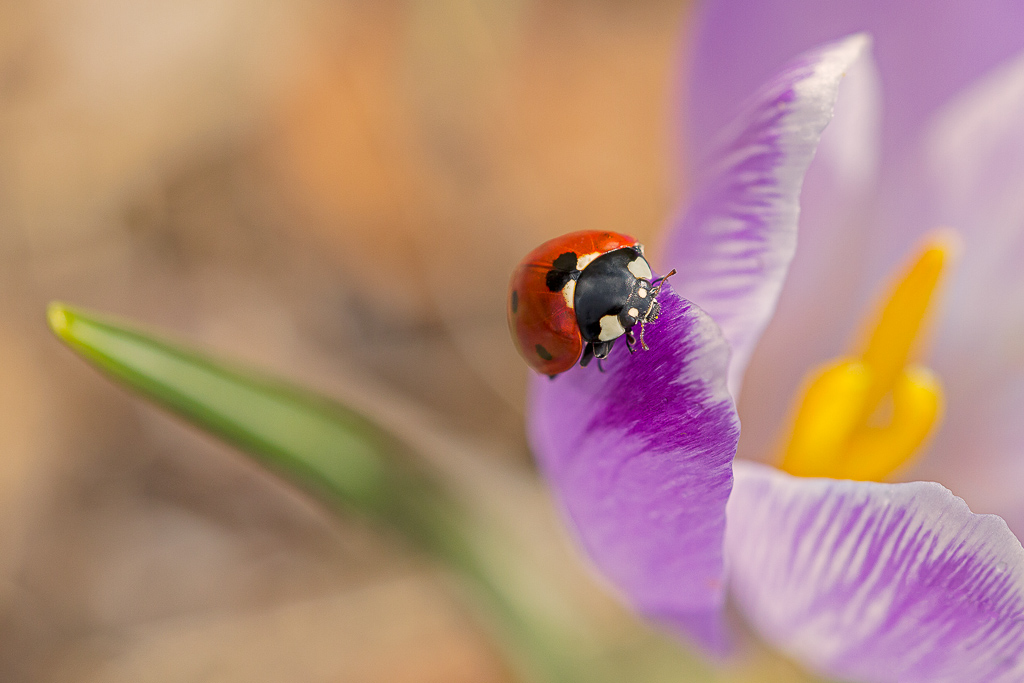 The color of life...