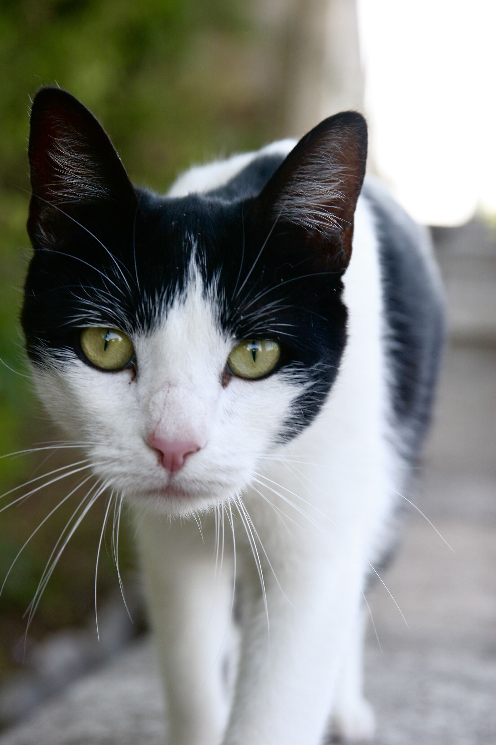 Green eyes...