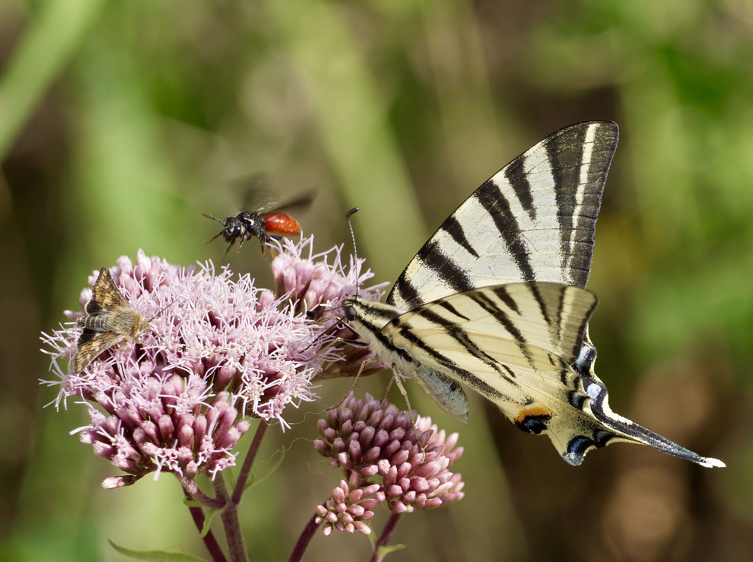 Traffic on the flower