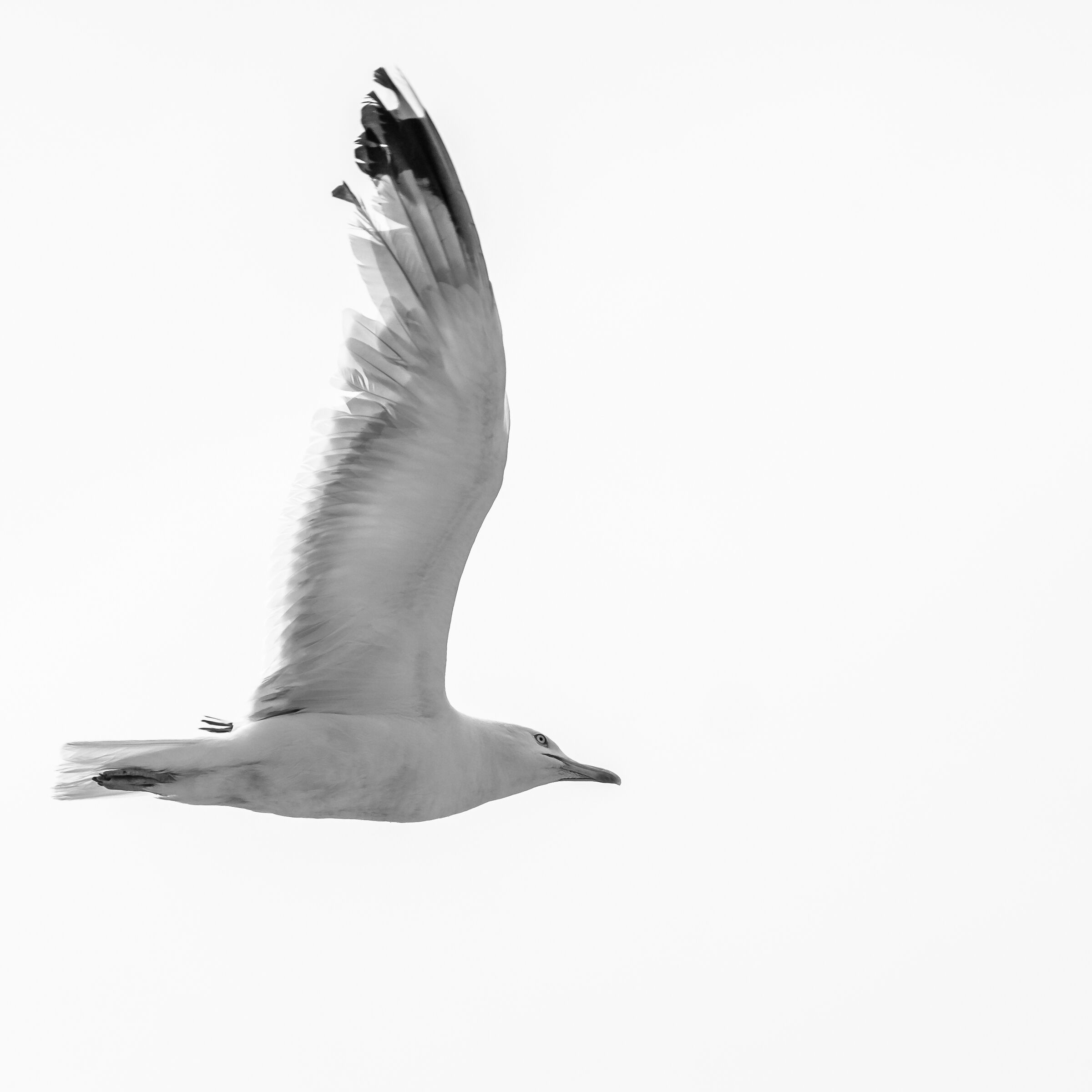 #5 Seagull in B&W