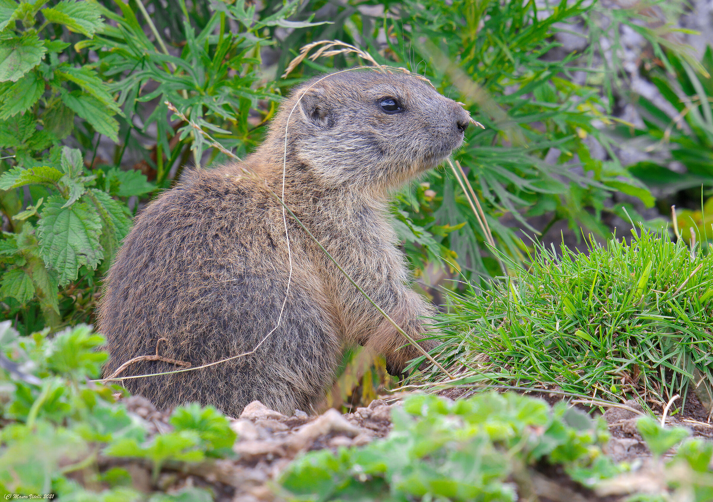 Giovane Marmotta