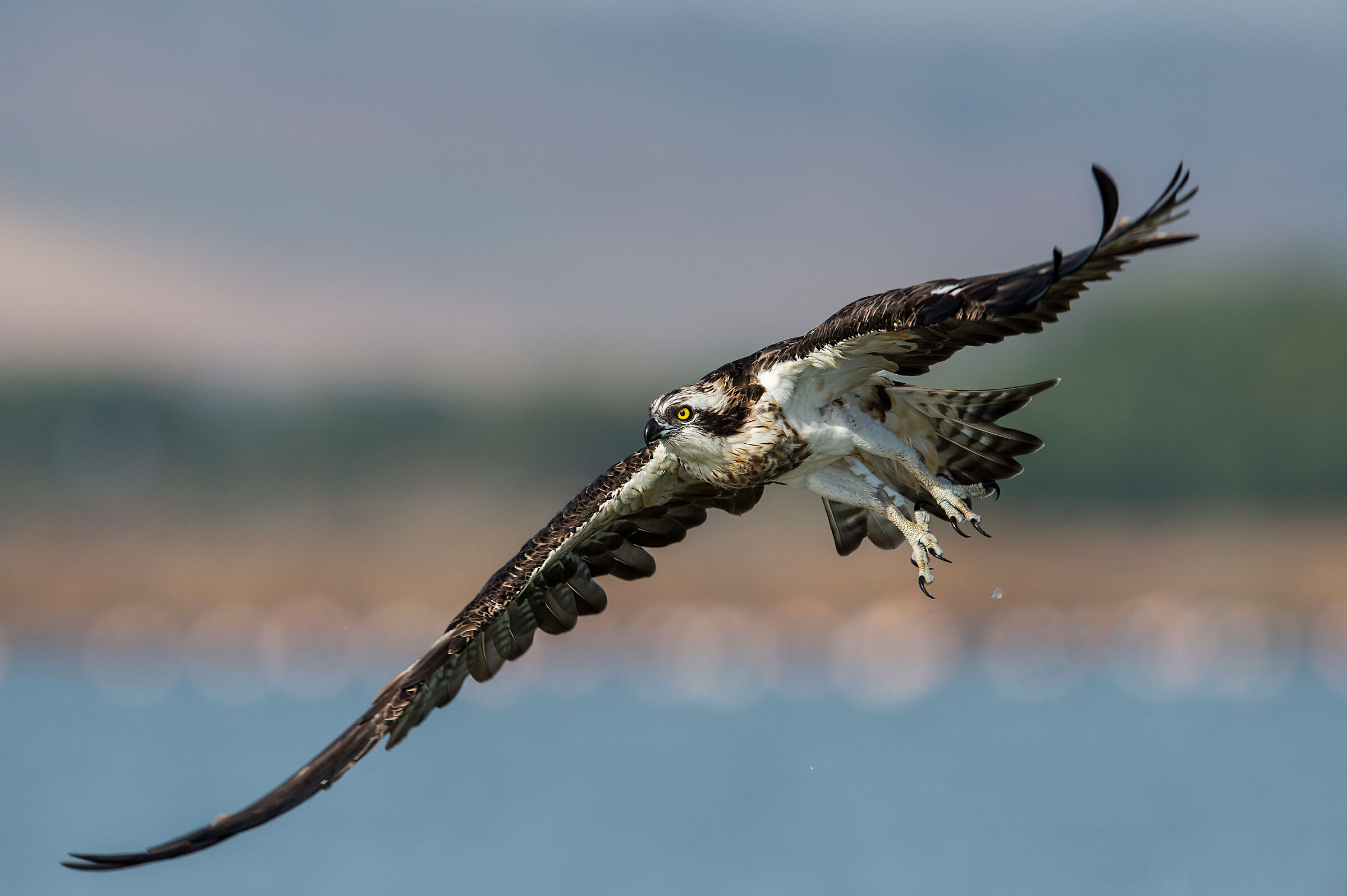 Osprey in flight
