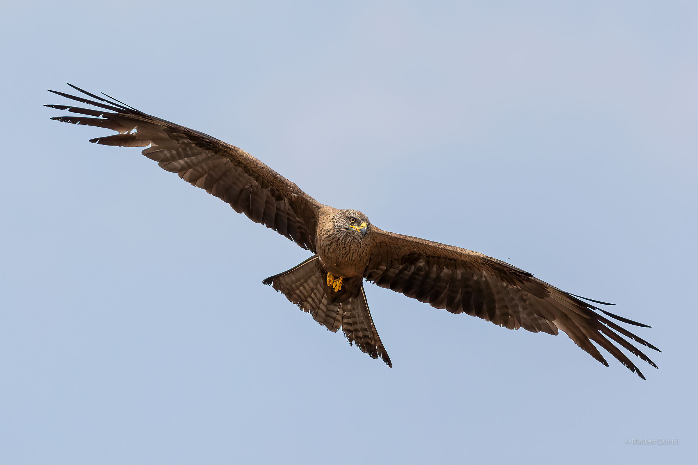 Black kite
