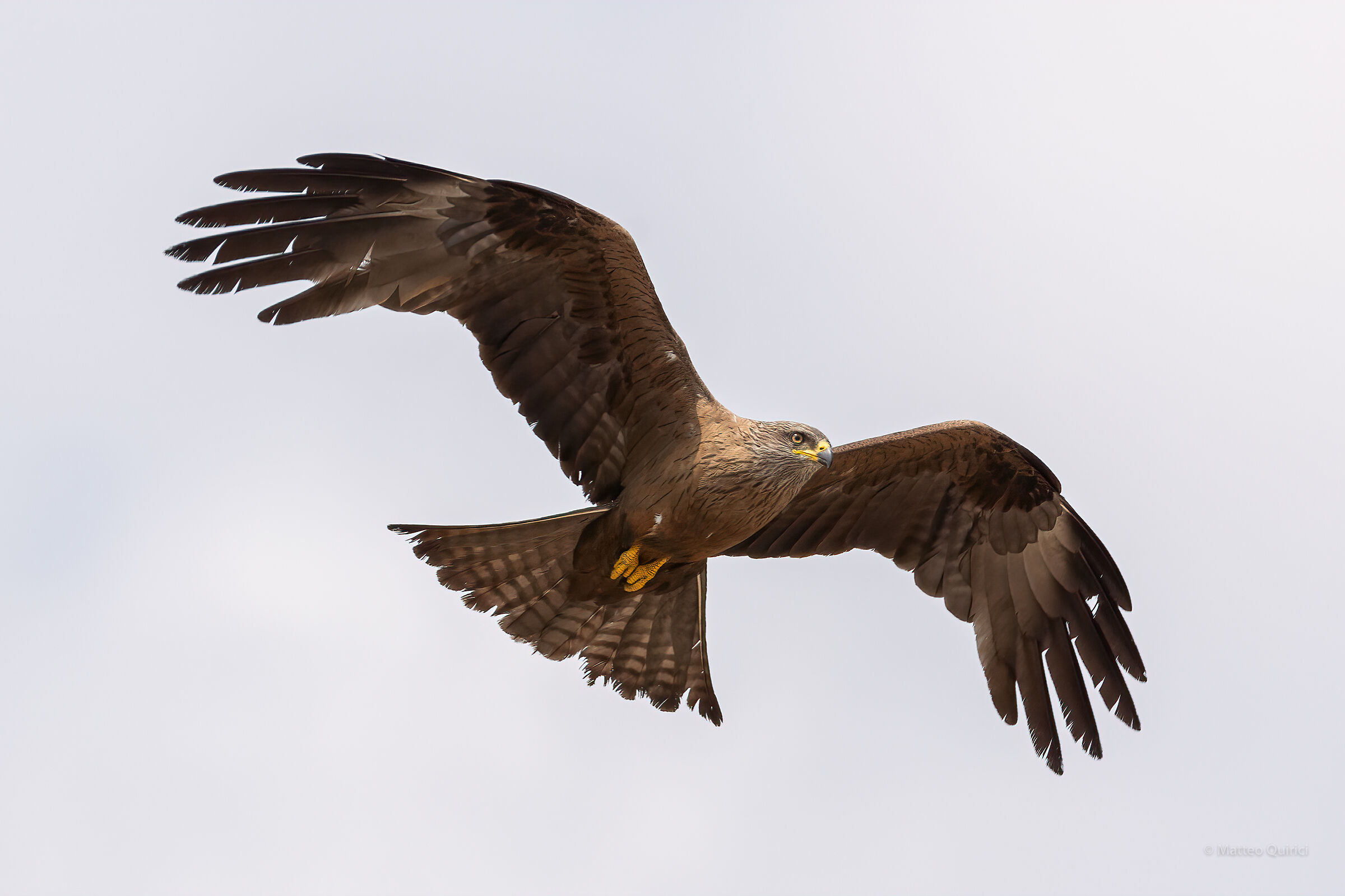 Black kite
