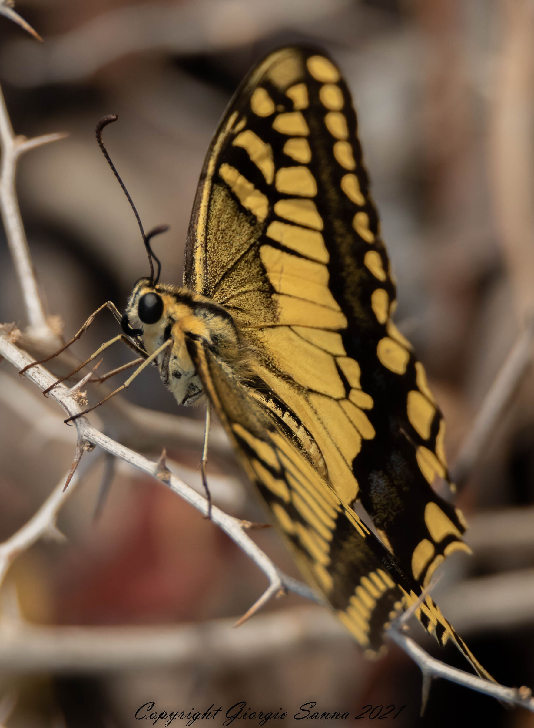 Papilion Machaon
