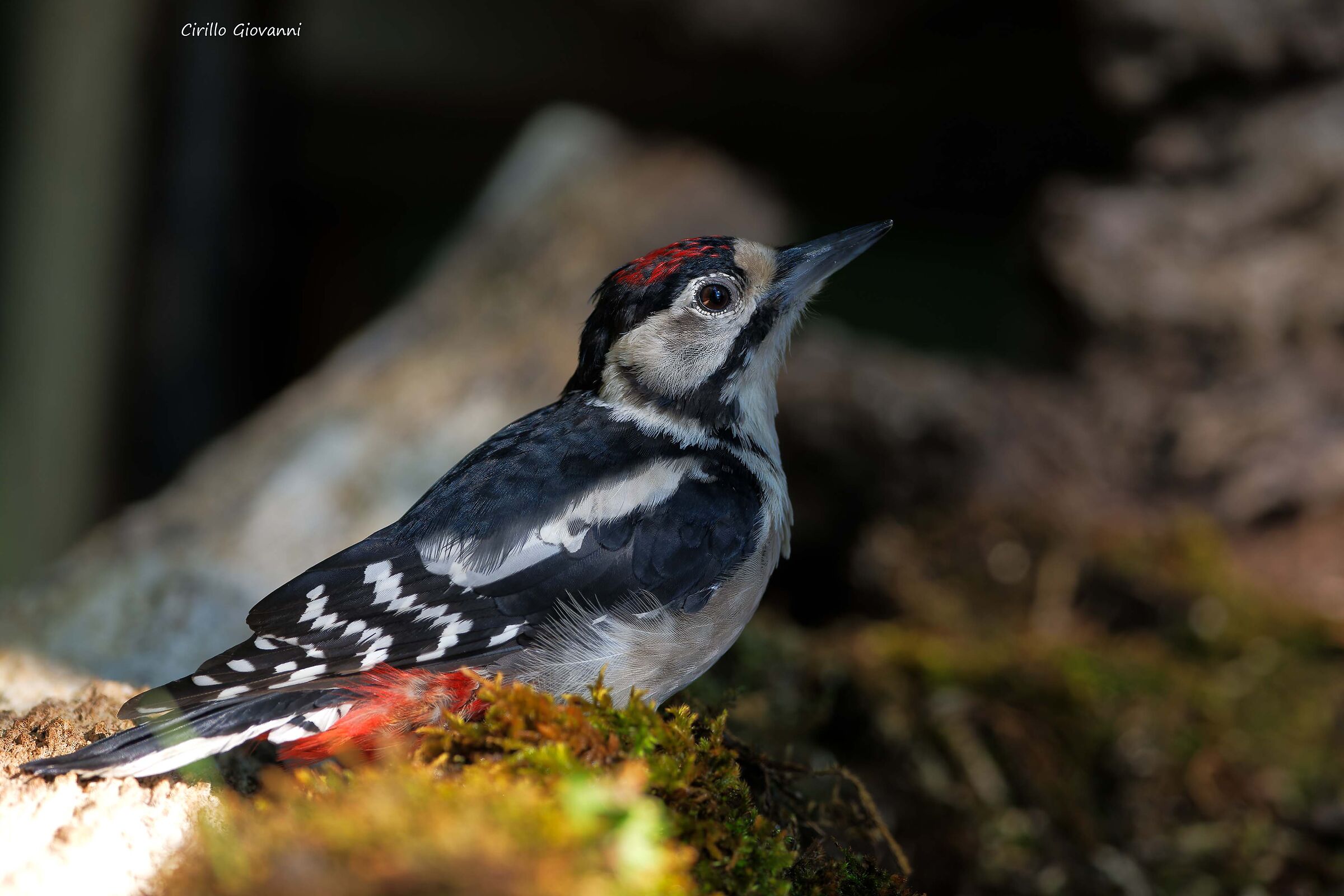 picchio rosso maggiore maschio