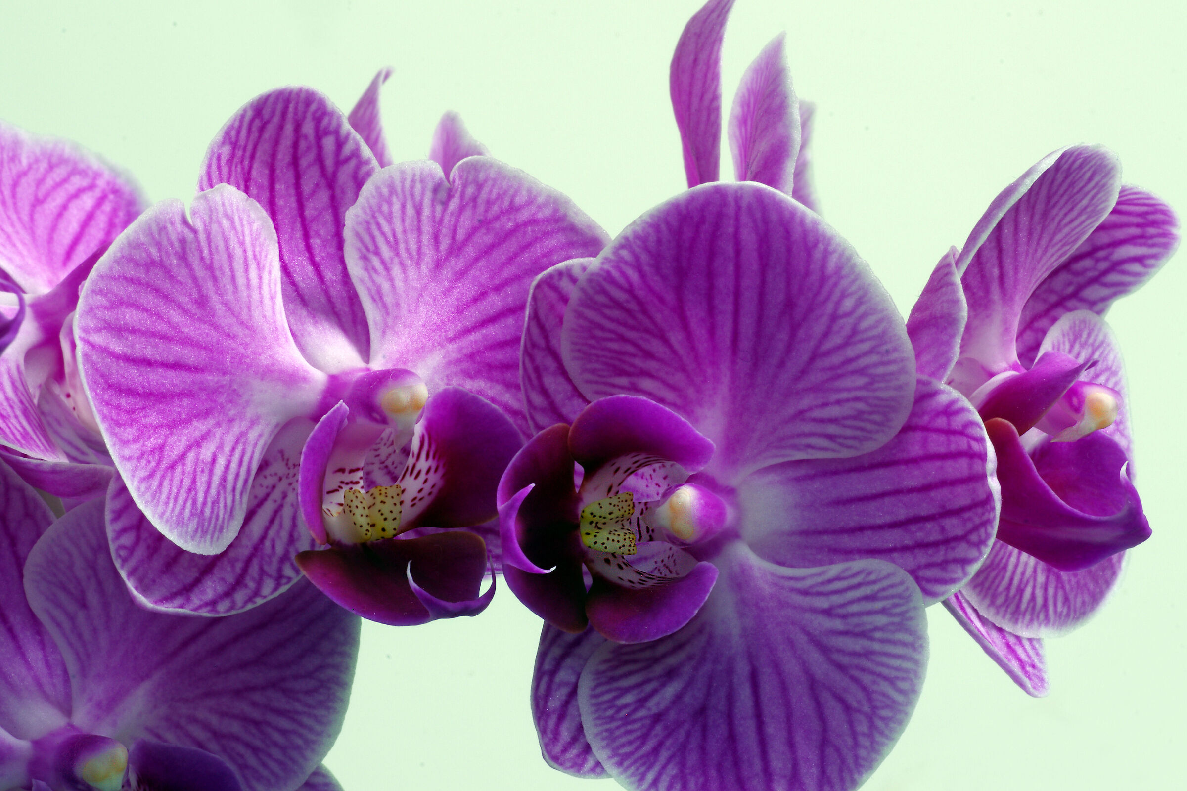 Orchid