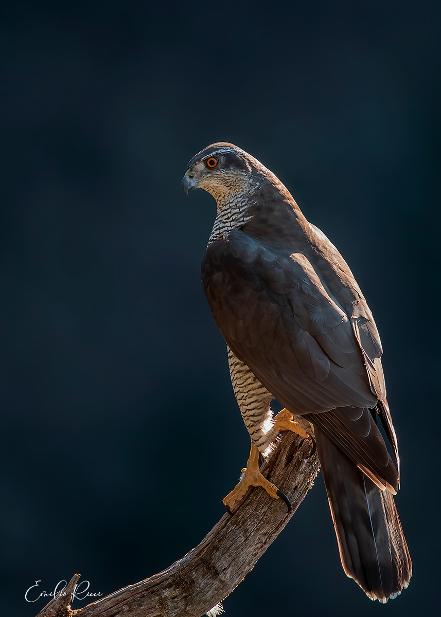 Goshawk