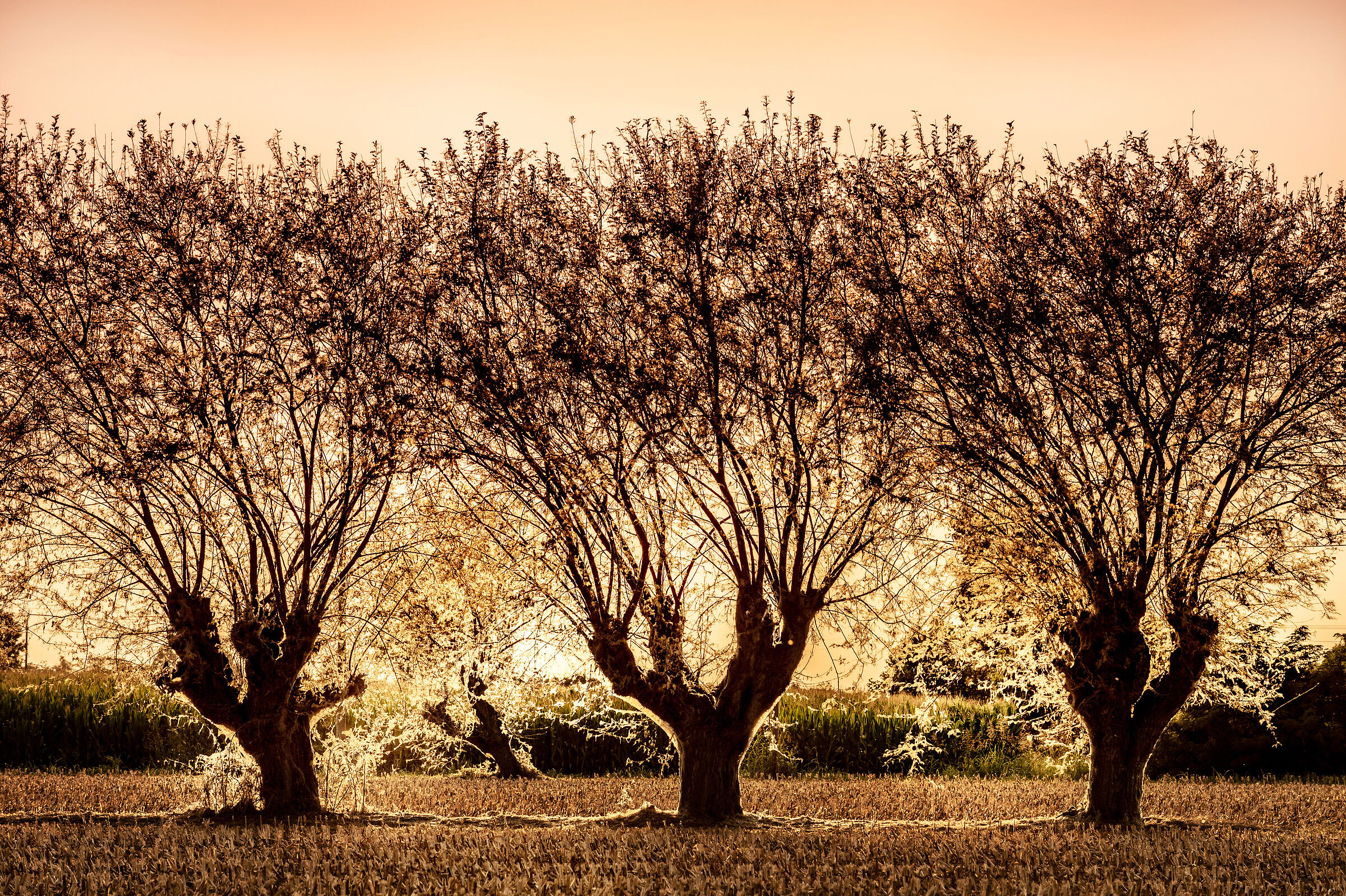 Plants defolicated by caterpillars