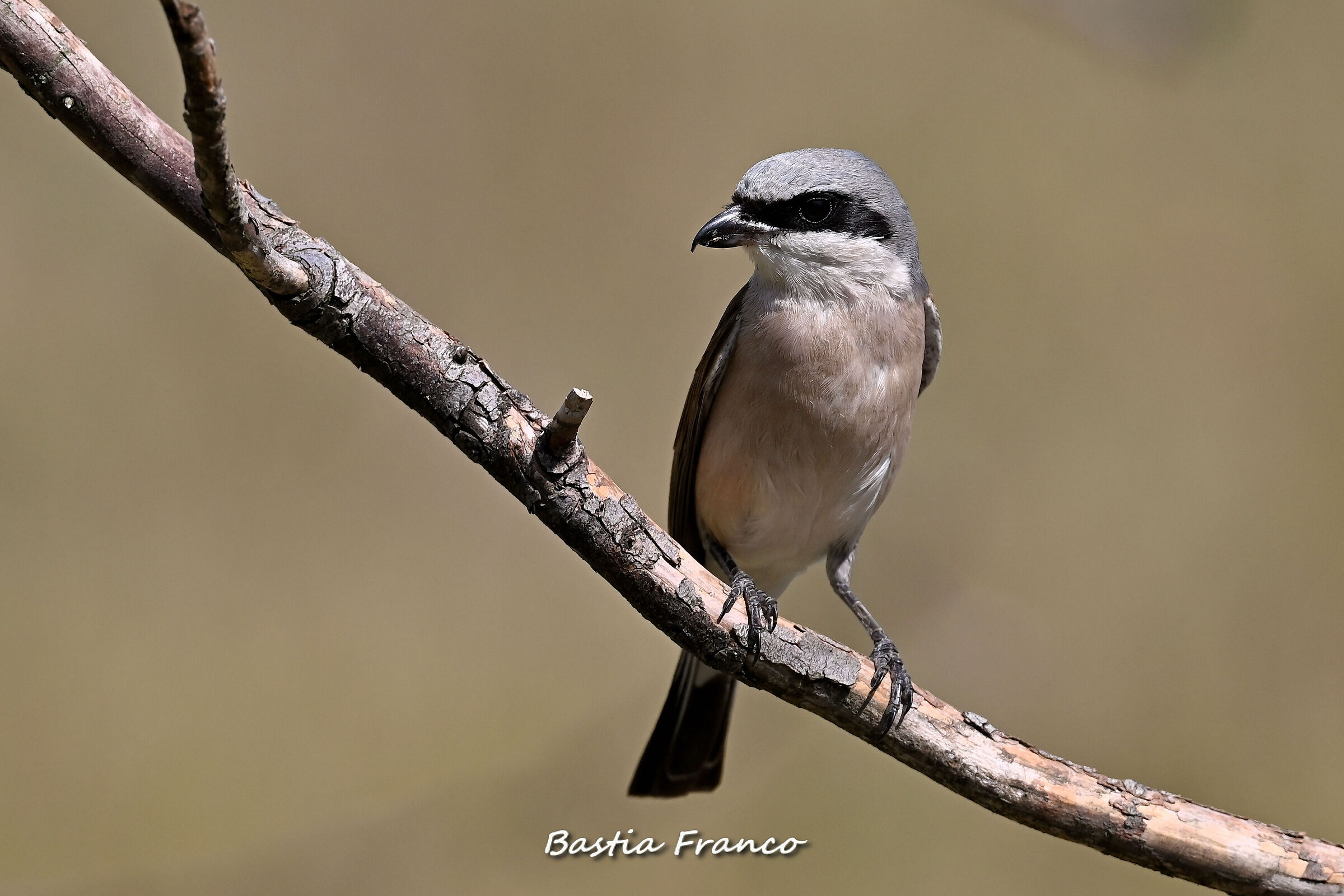Averla piccola maschio