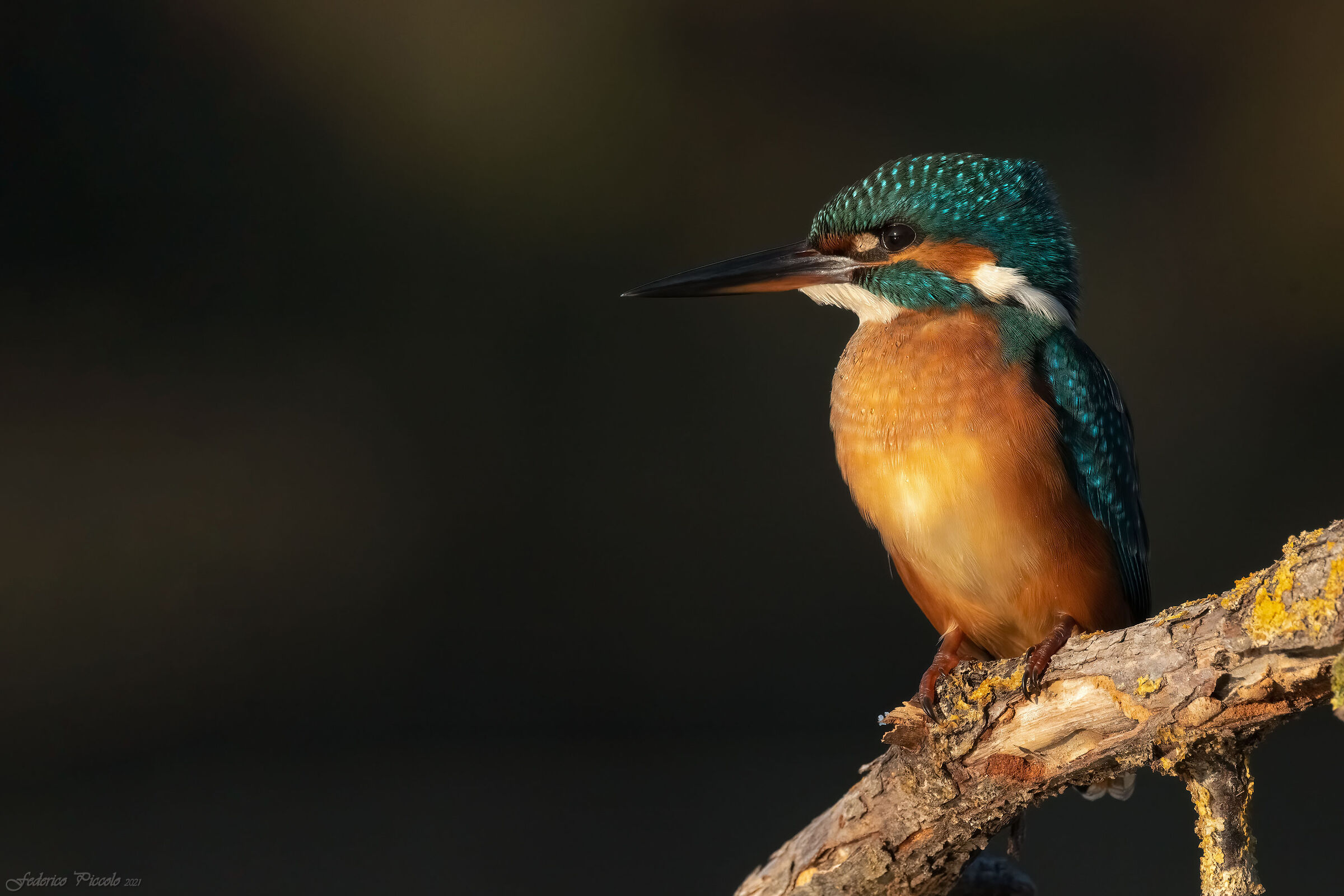 Kingfisher