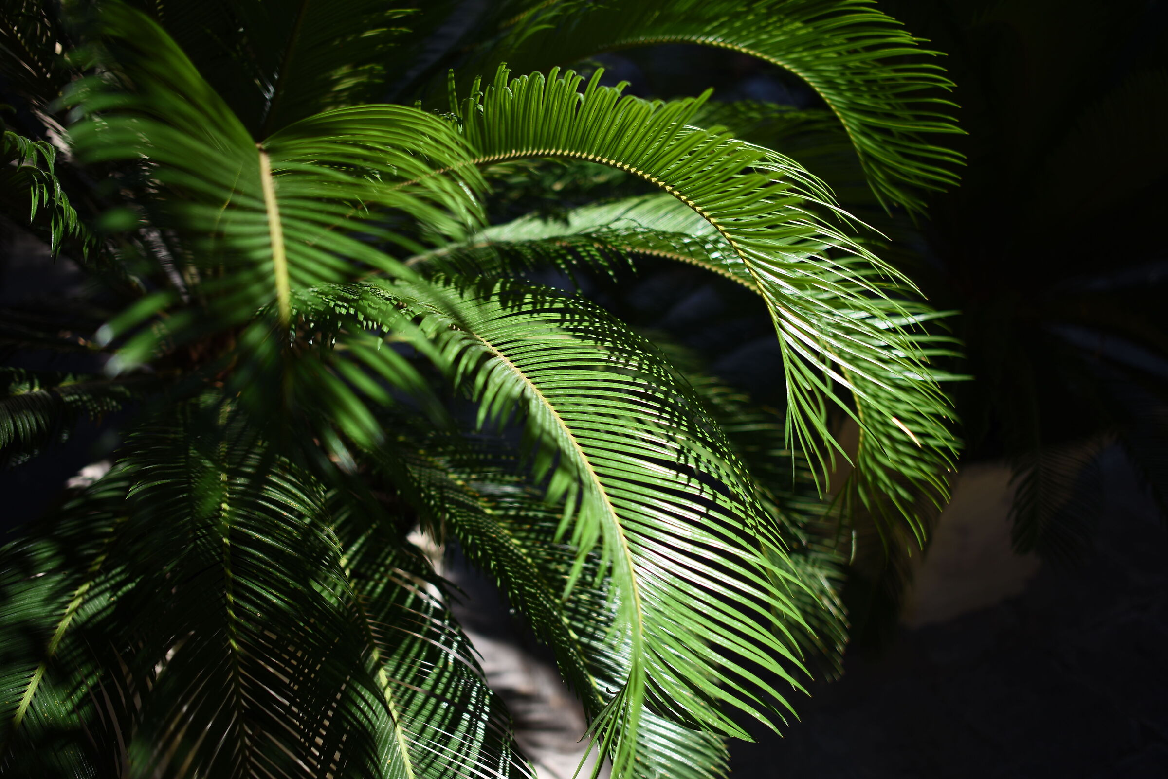 Nikon 750 / Zeiss Otus 28, 1.4