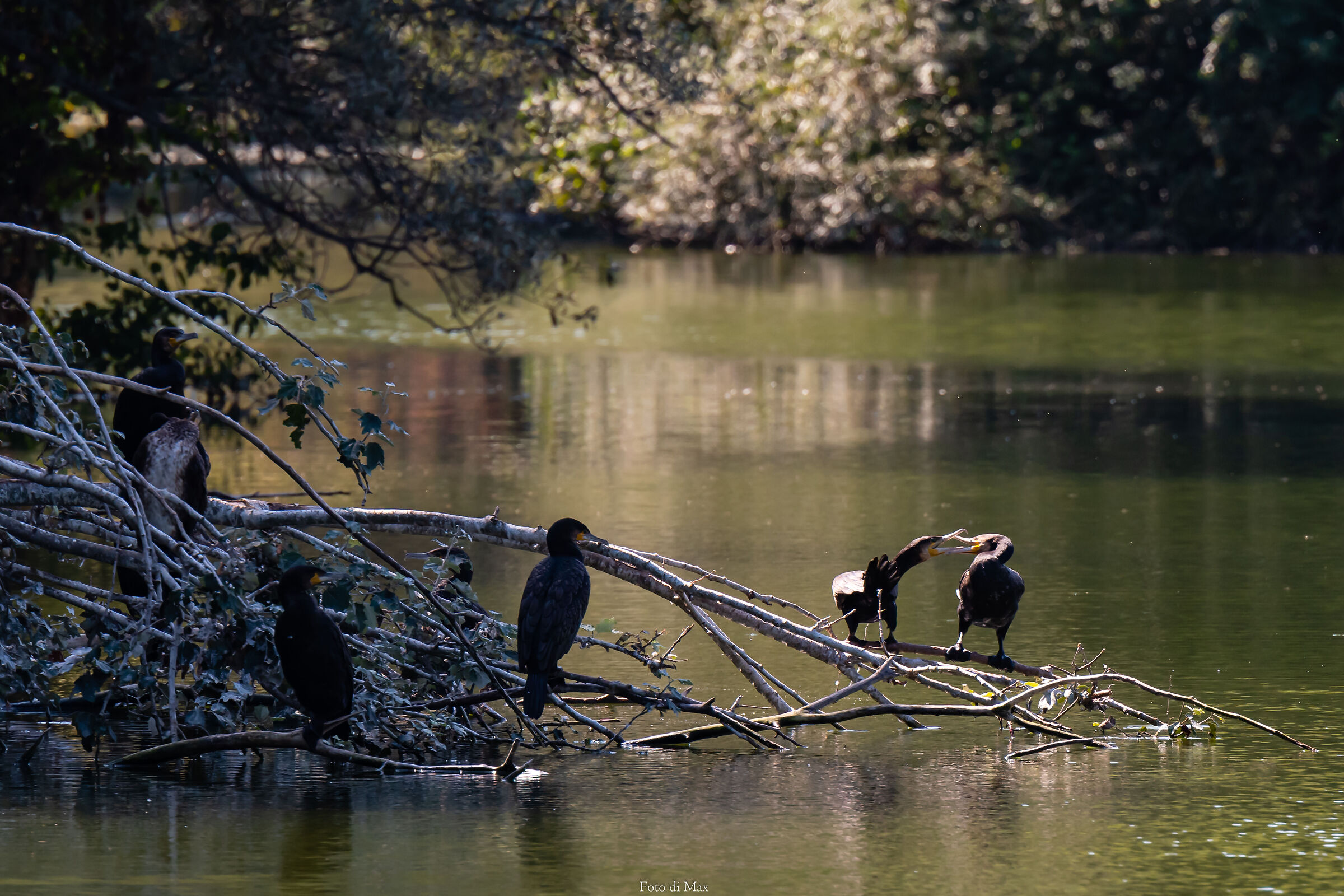 battibecco tra Cormorani