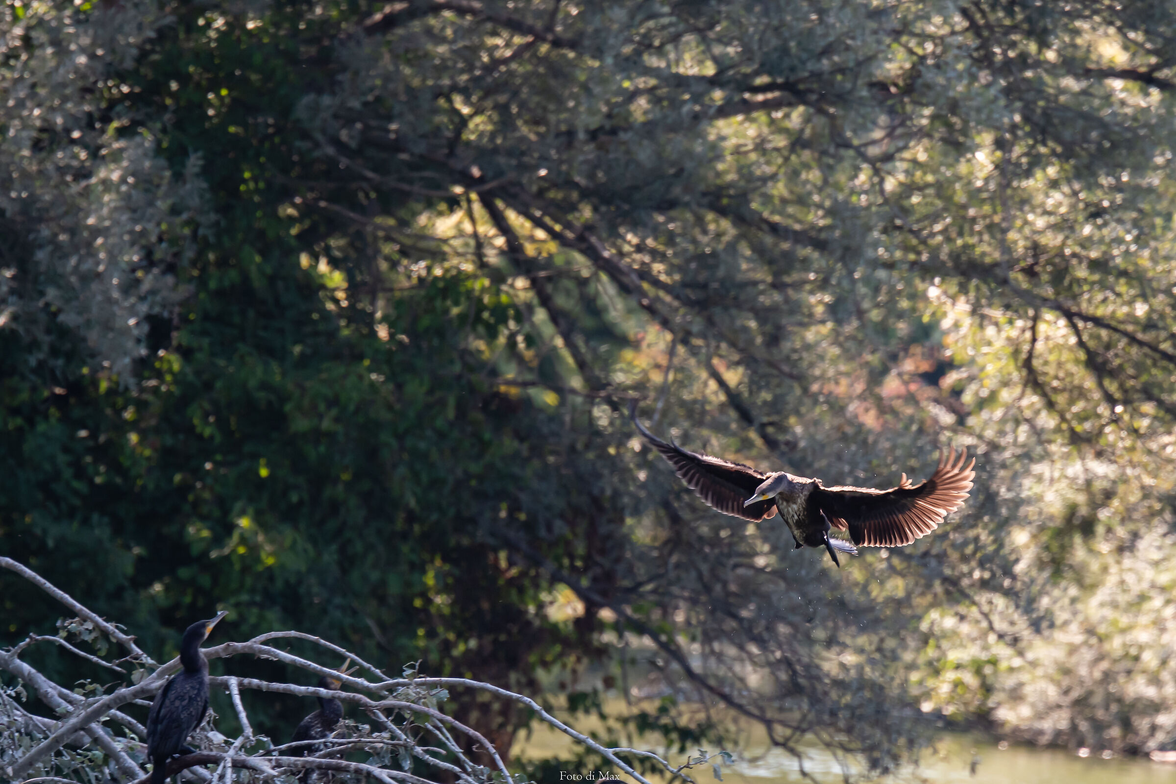 cormorano all 'Oasi della "Madonnina"