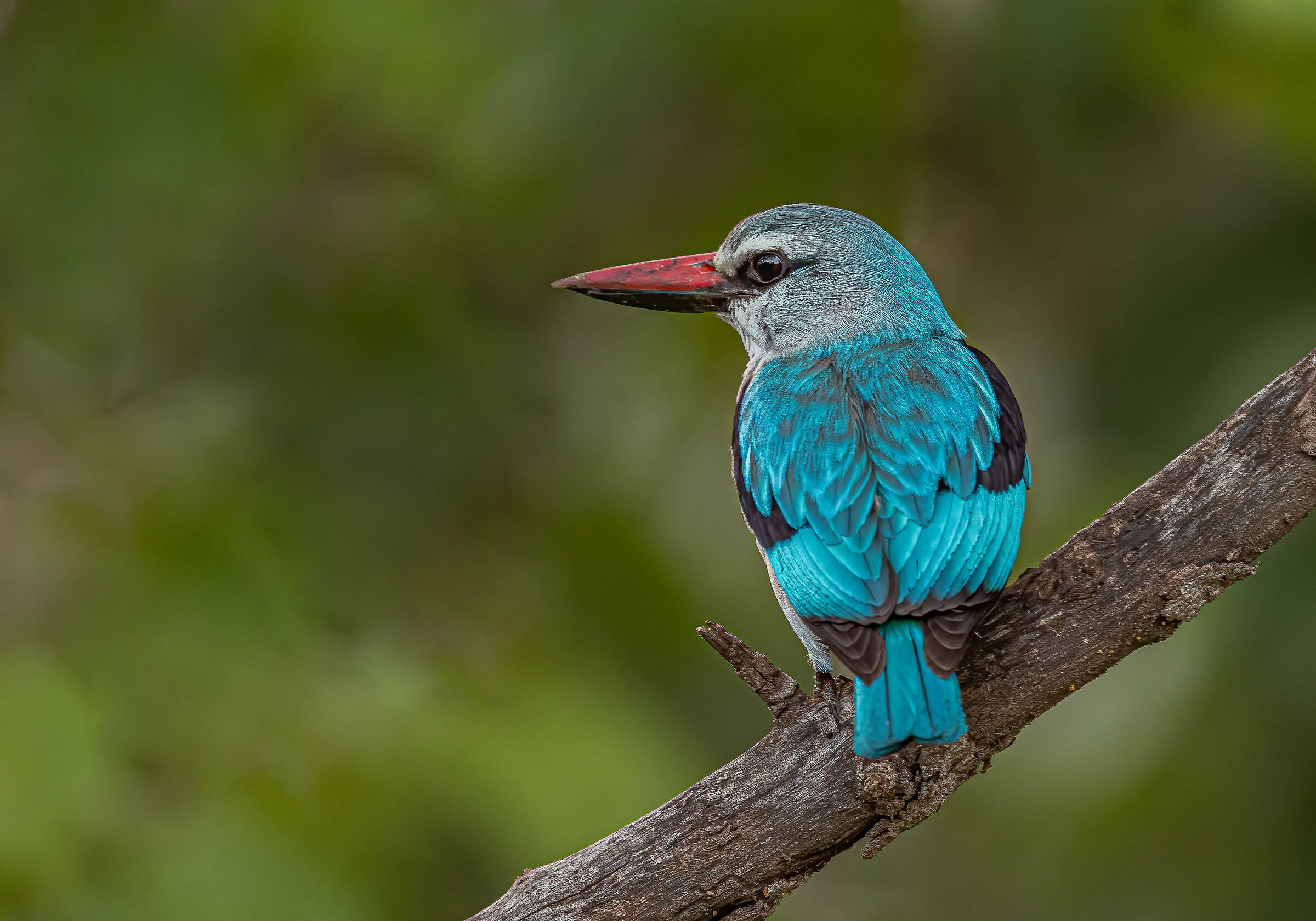 Woodland Kingfisher