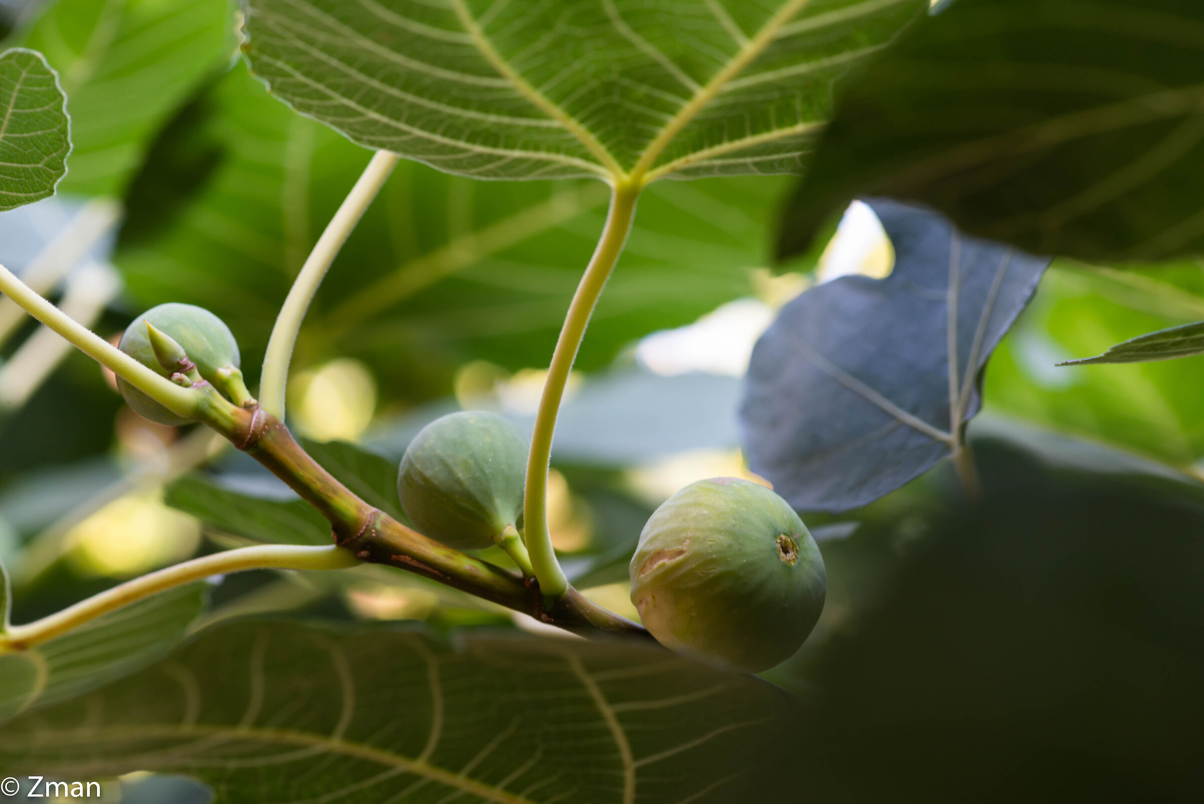 Figs