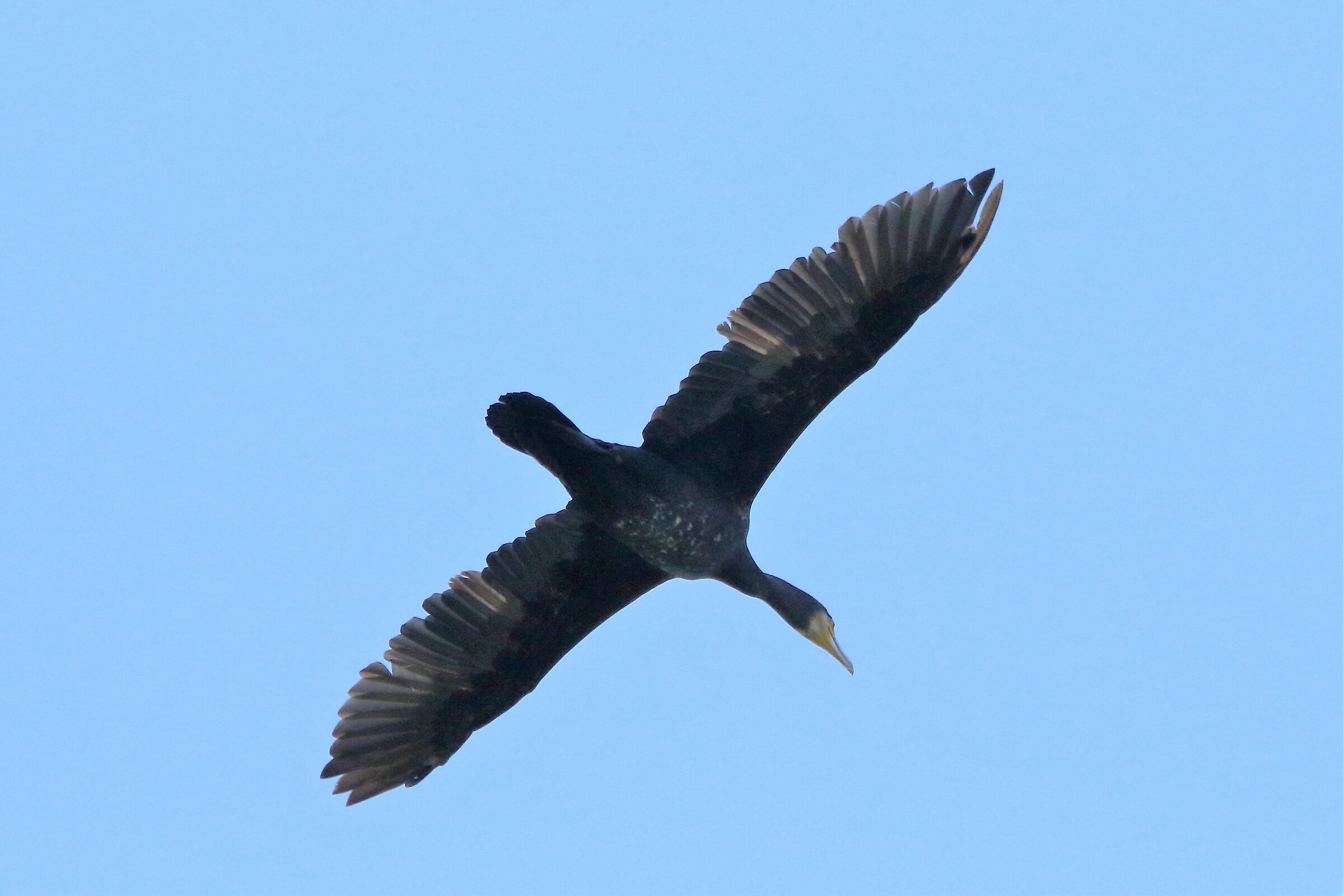 Cormorant