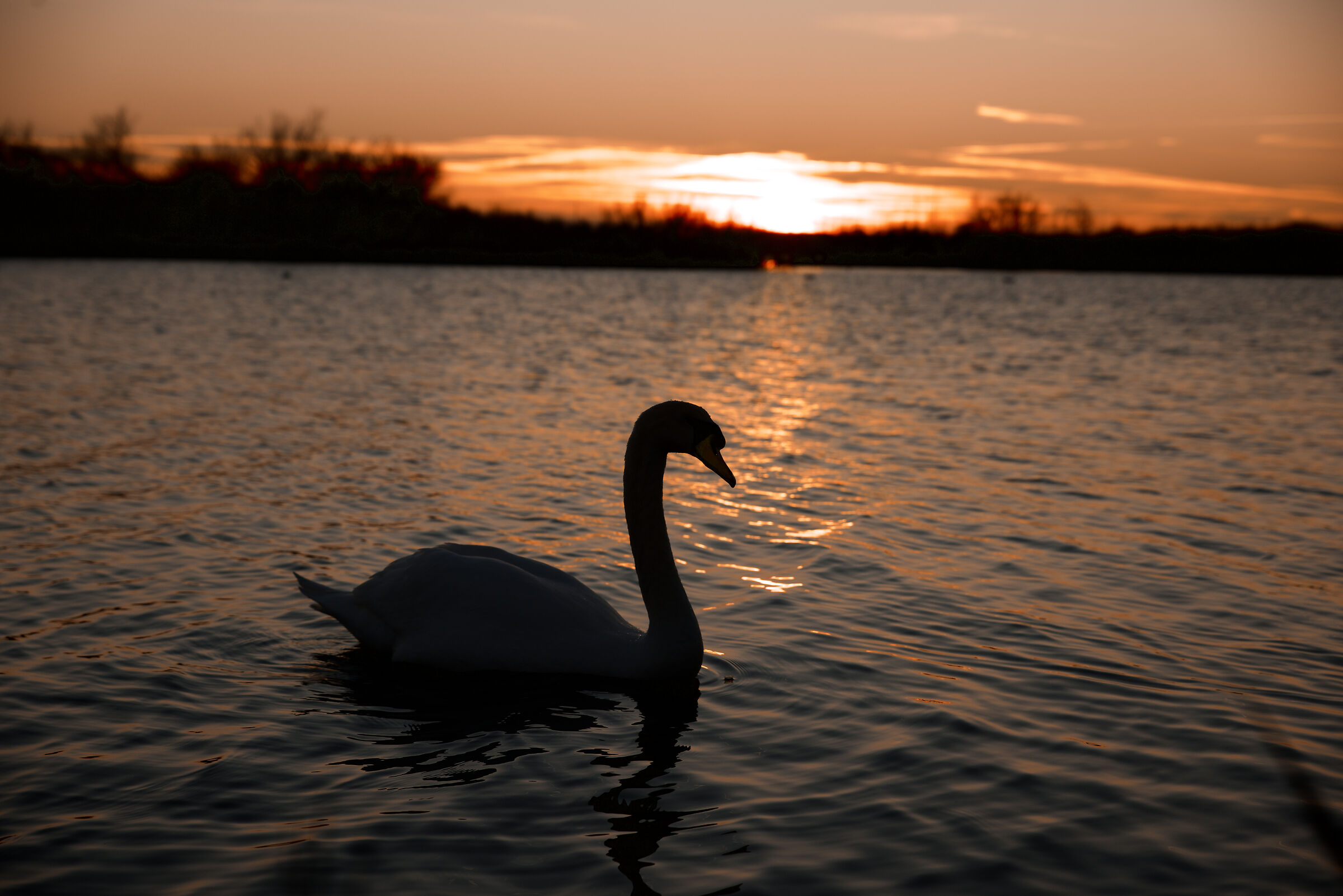 The swan enjoys the sunset
