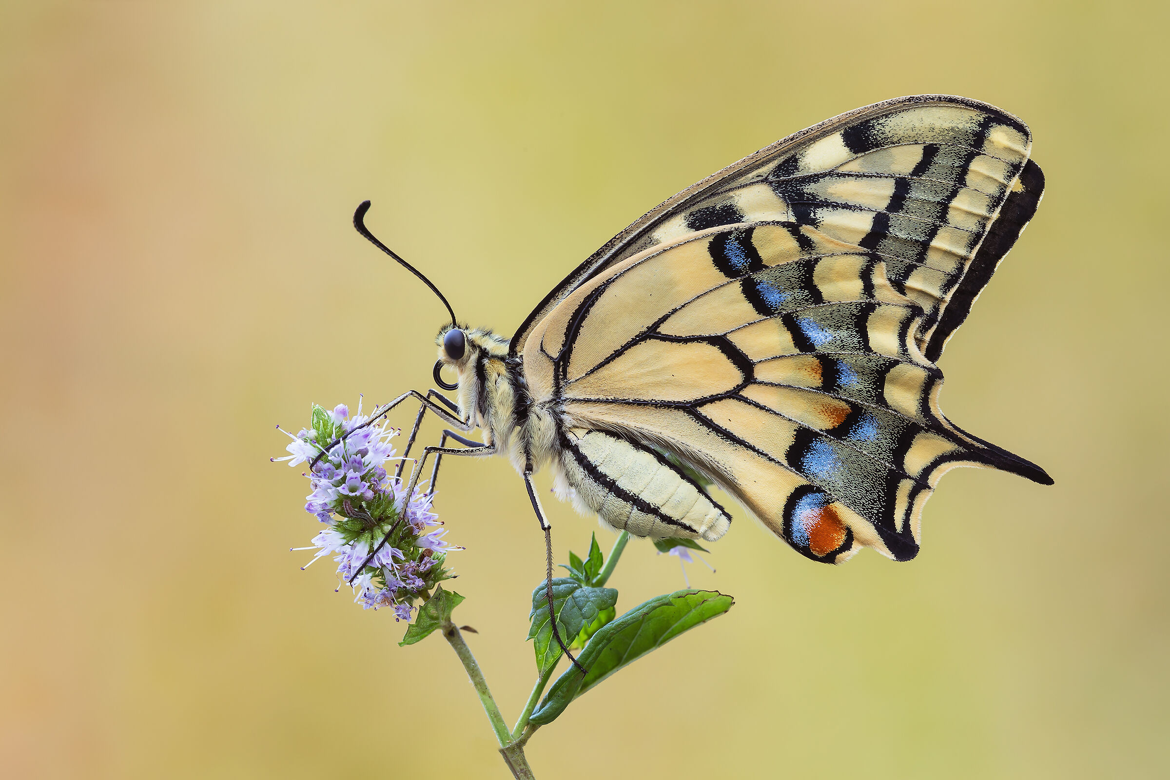 Swallowtail