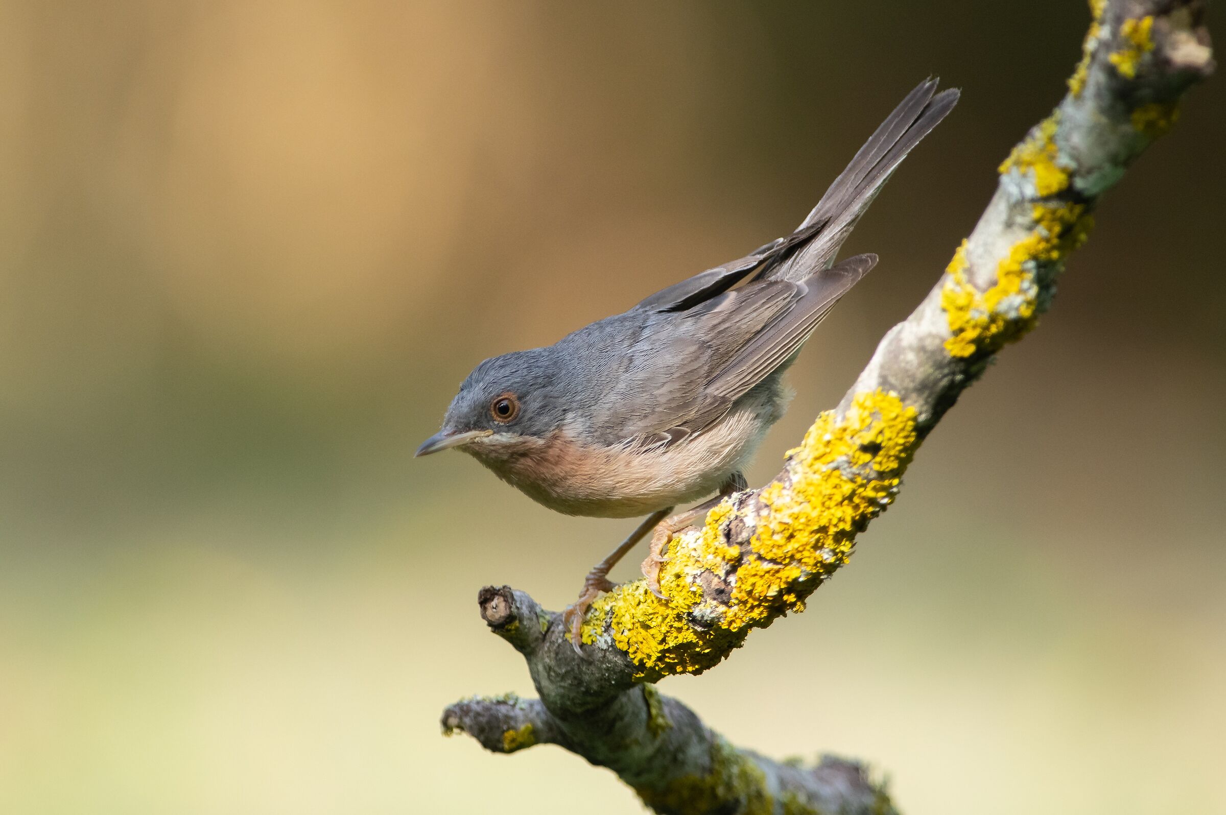 Sterpazzolina comune