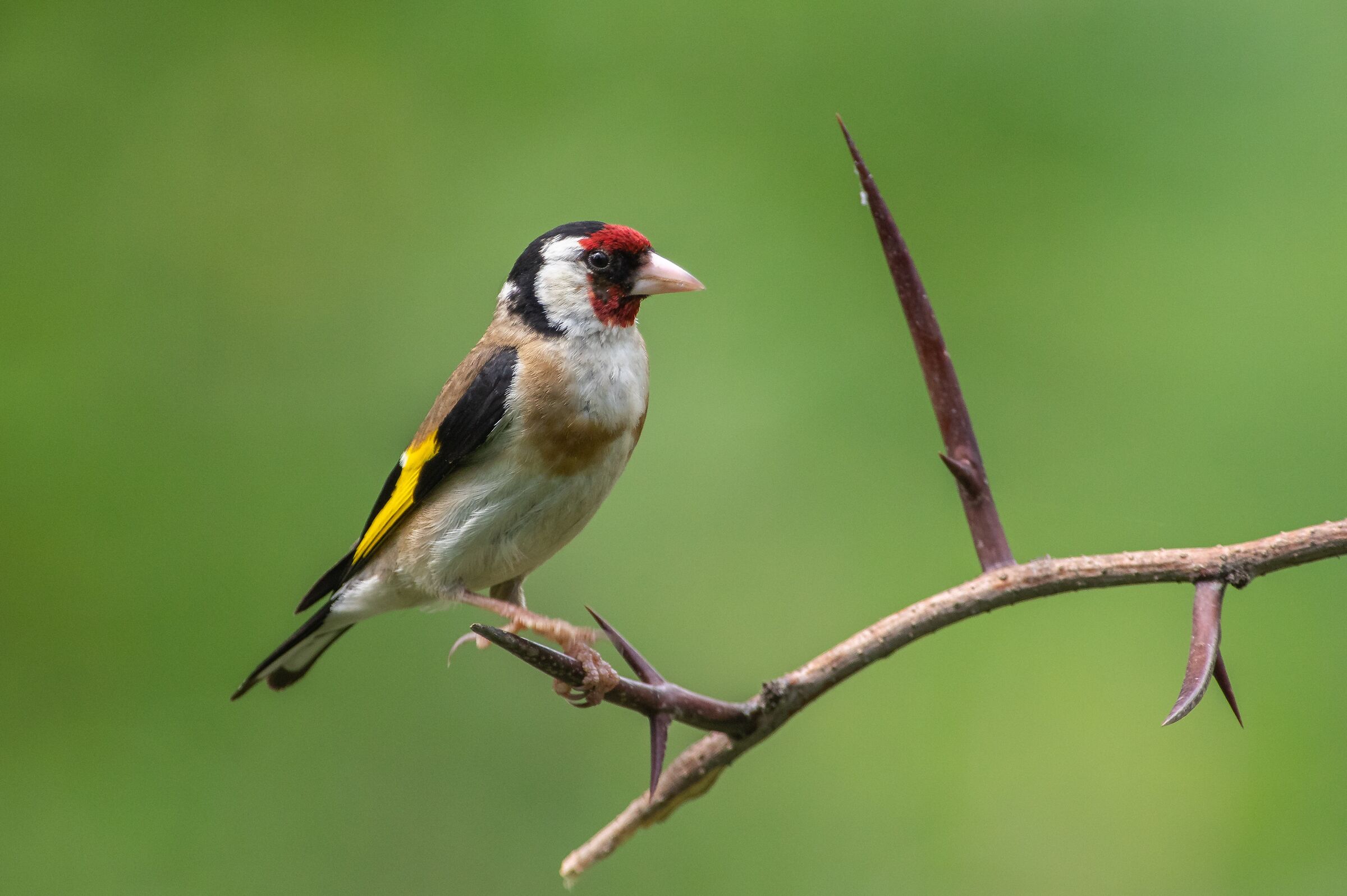 Goldfinch