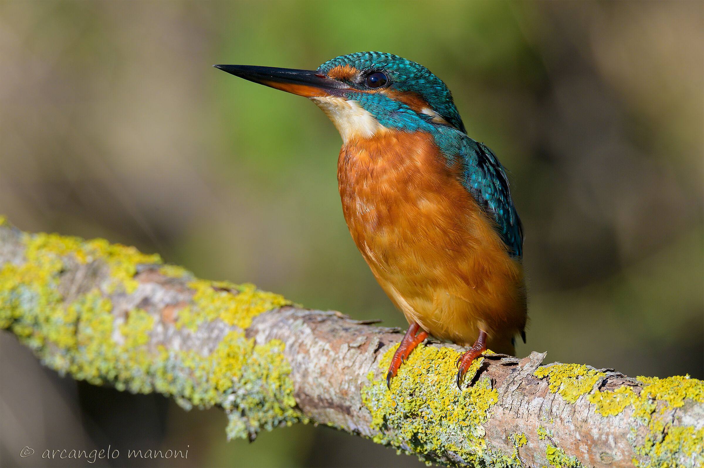 I see you in the shed
