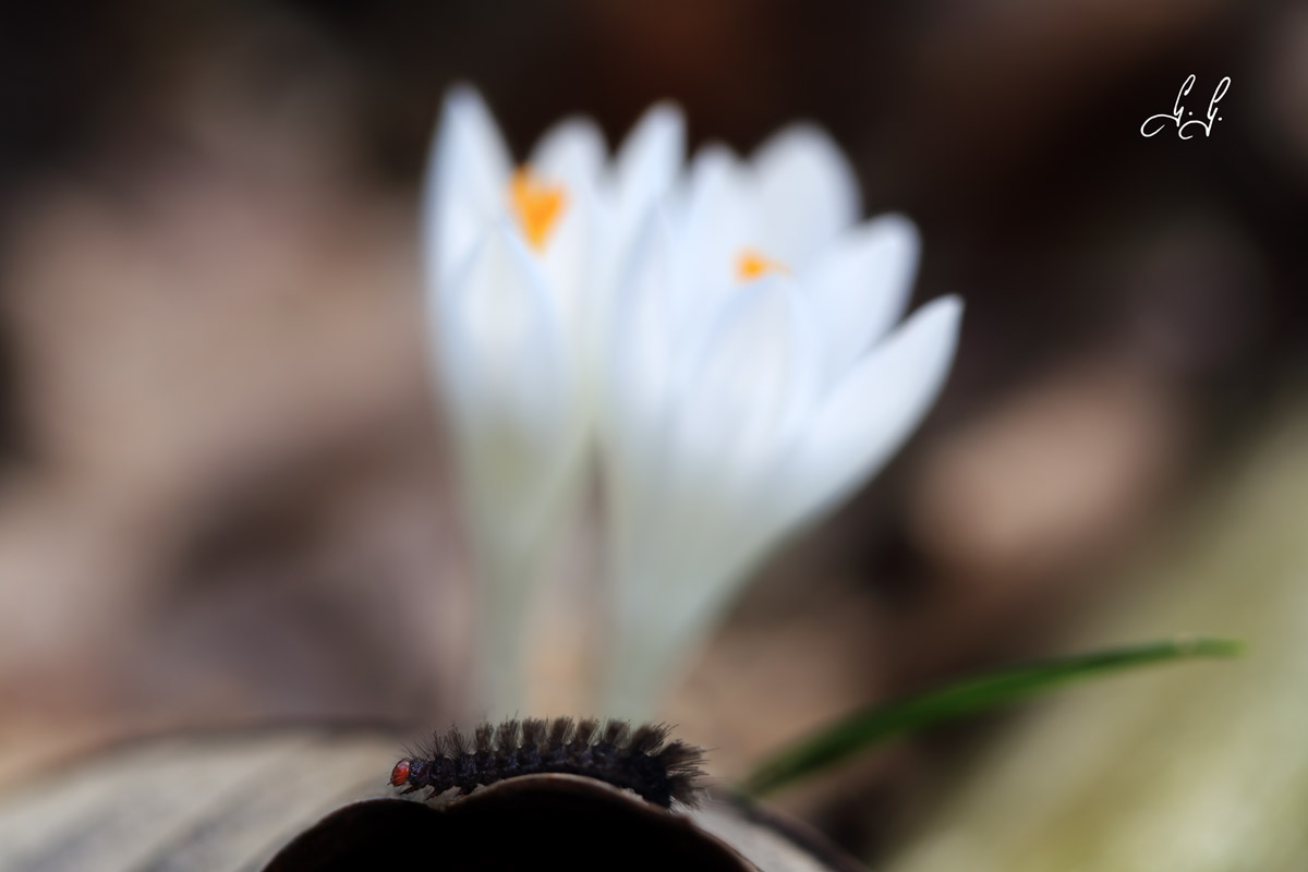 The caterpillar and crocuses.