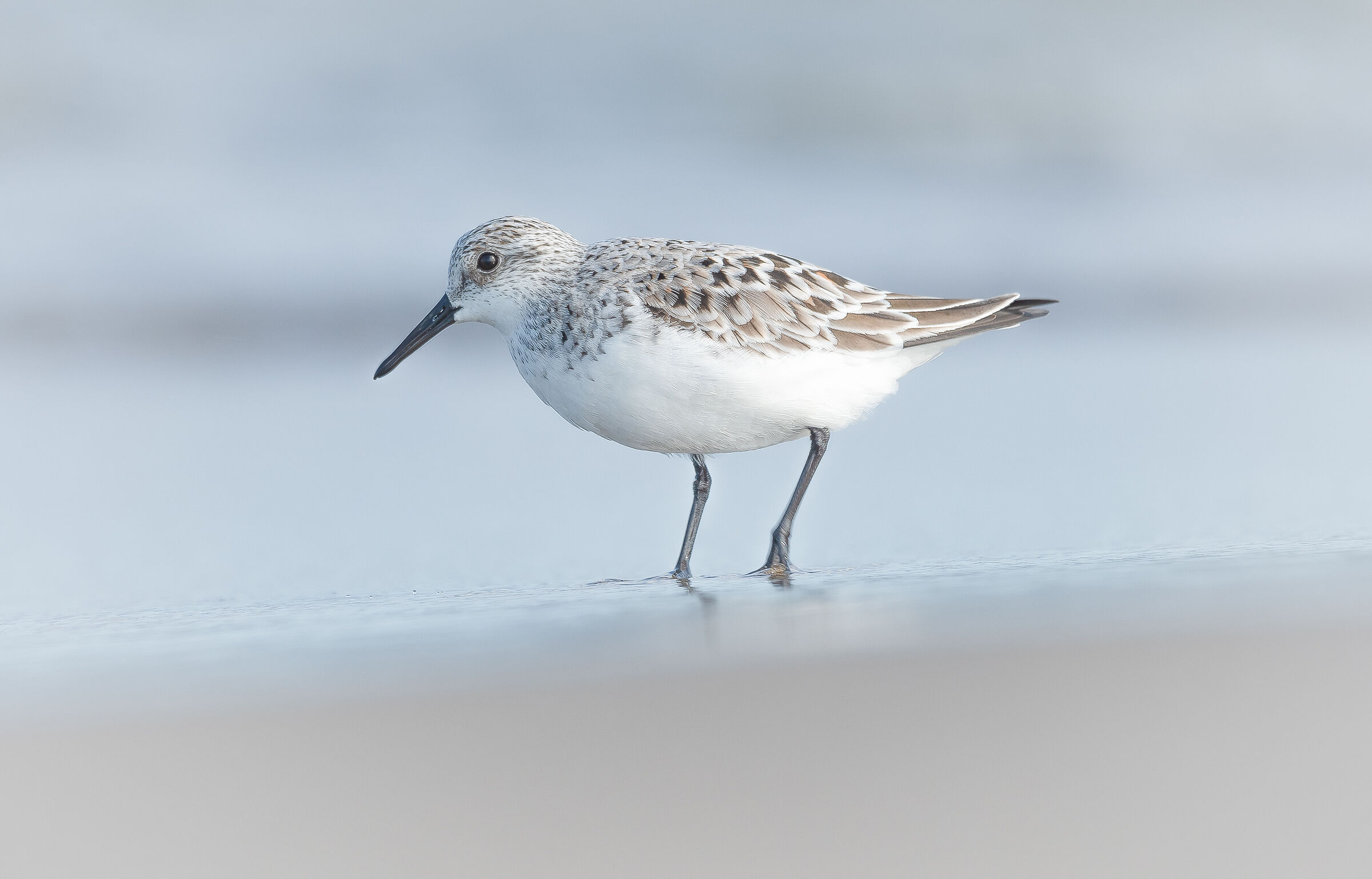 Three-toed piovanello