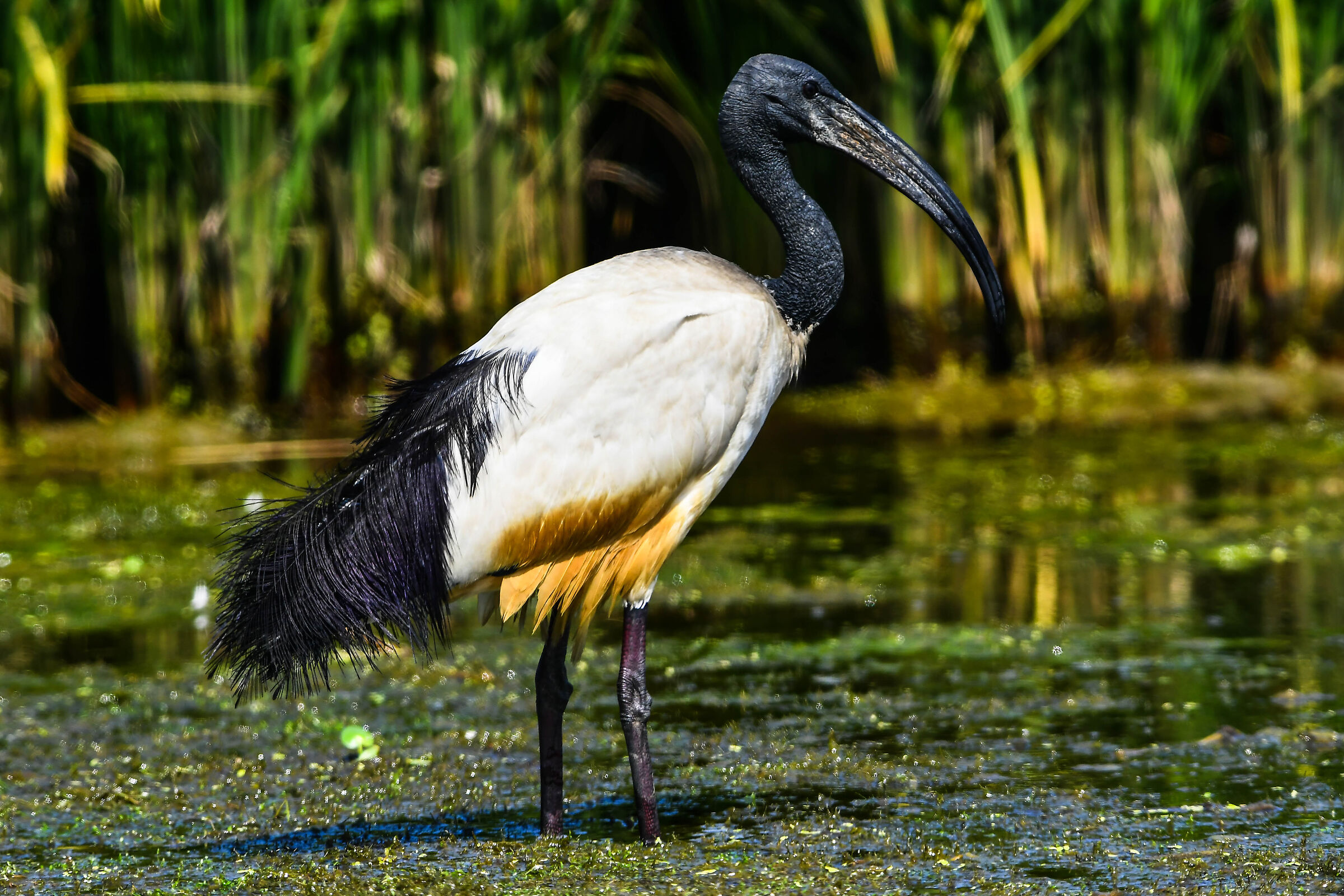 Ibis sacro