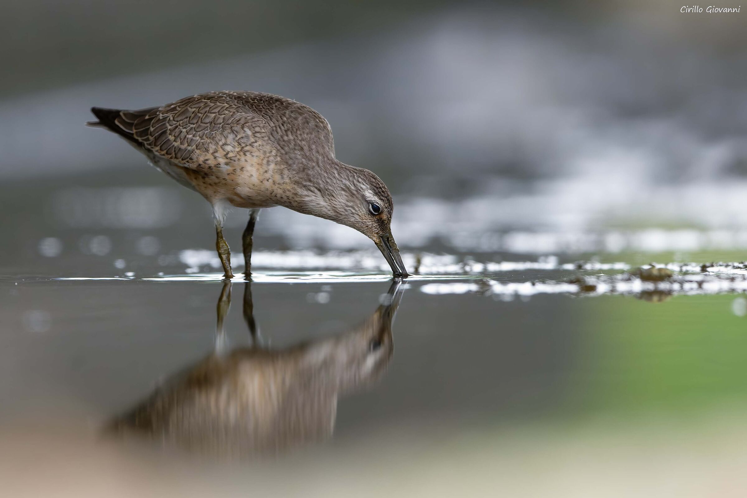 Piovanello maggiore giovane