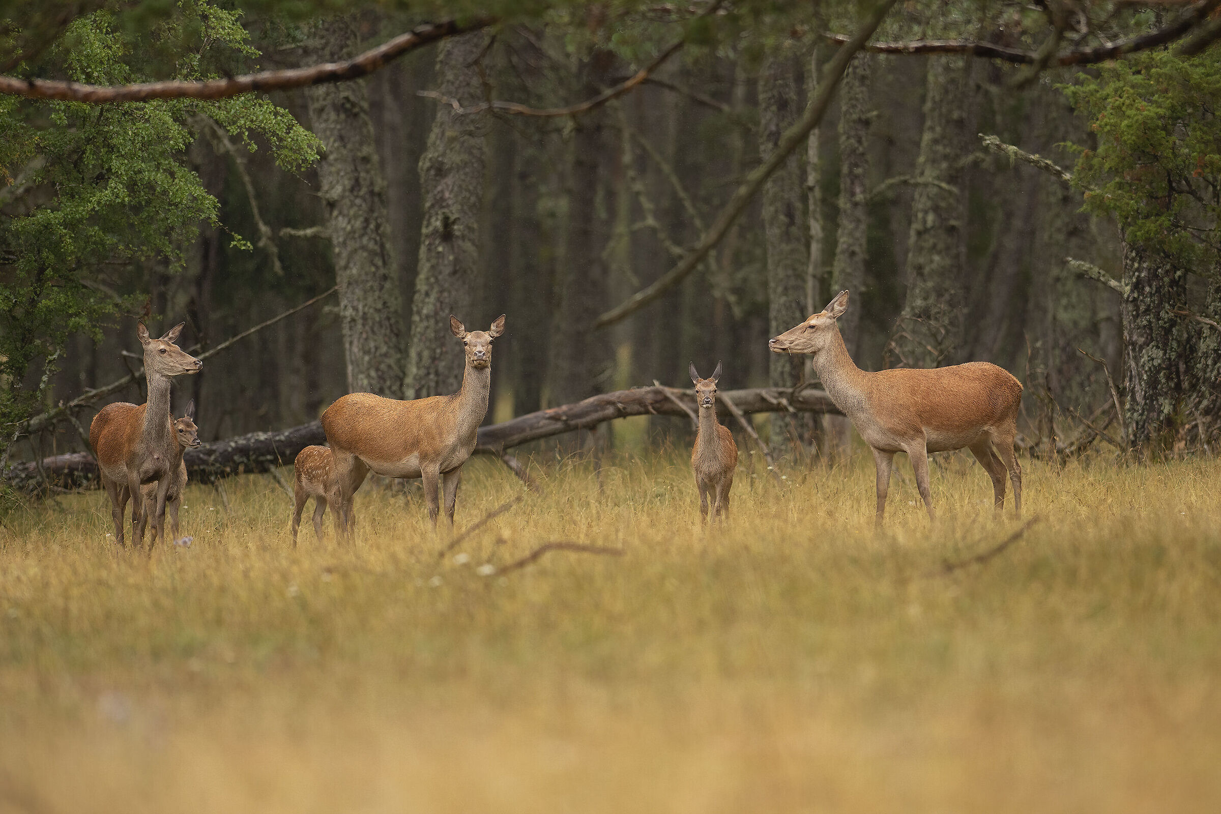 cervi femmina con cerbiatti