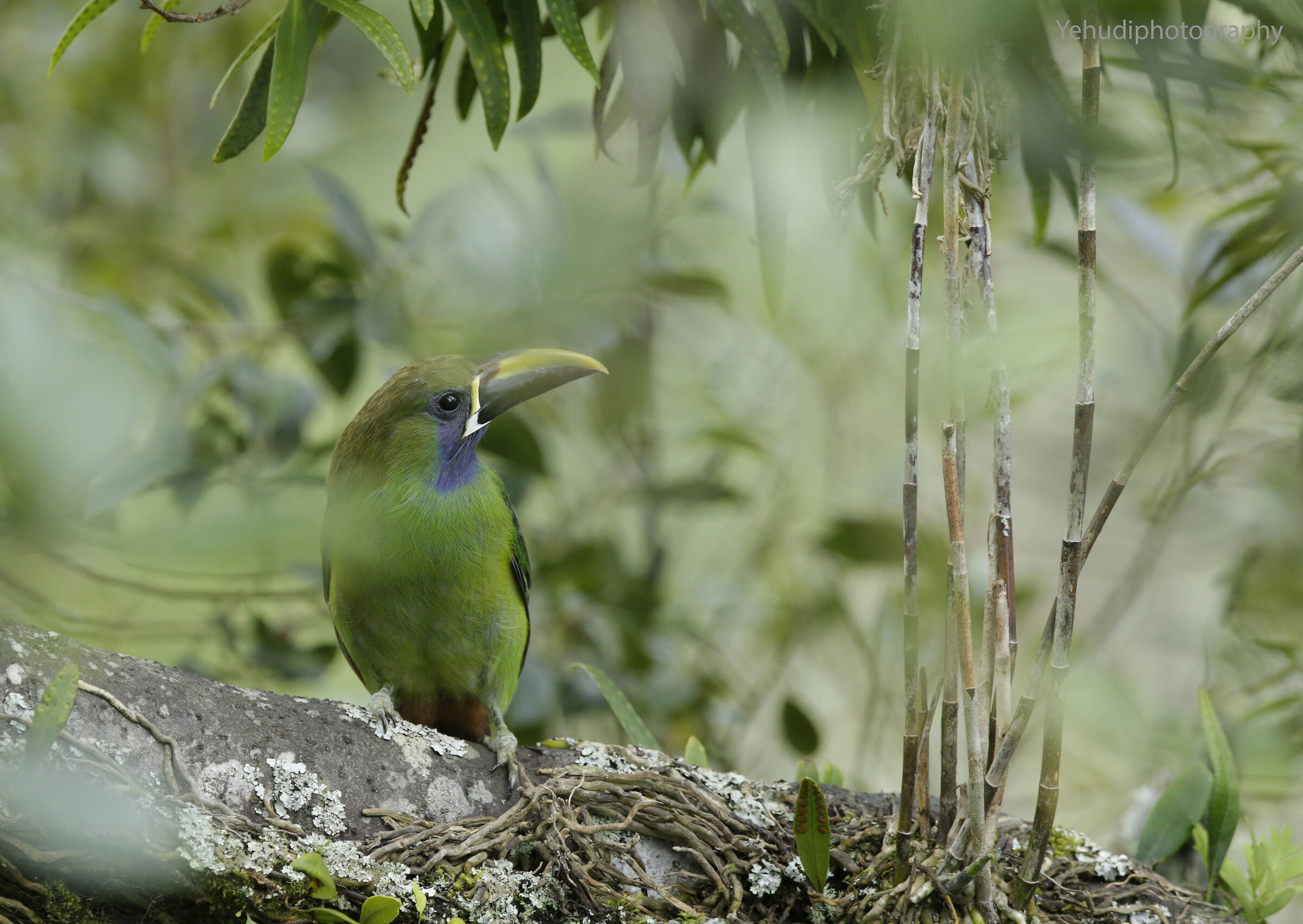 Toucanet dalla gola blu