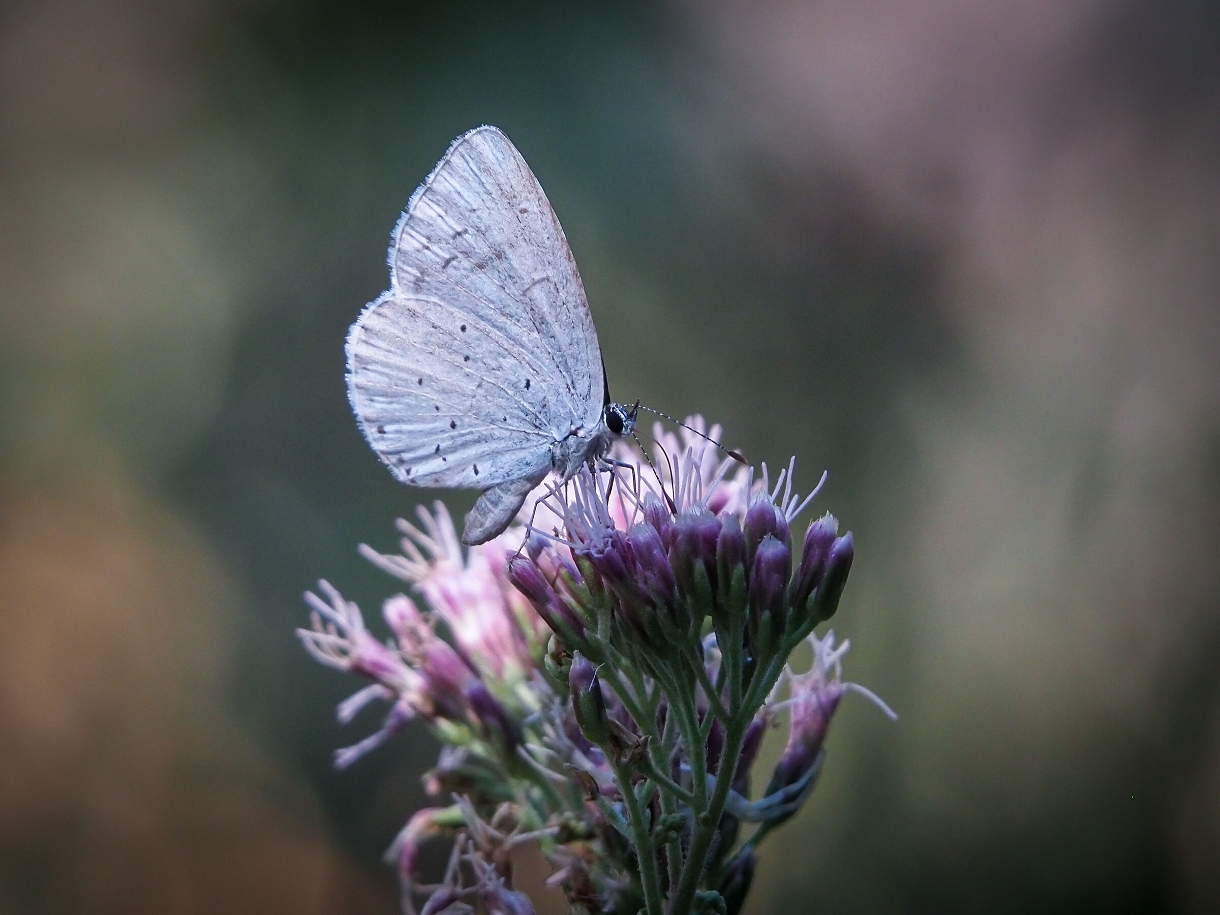 Celastrina Argiolus