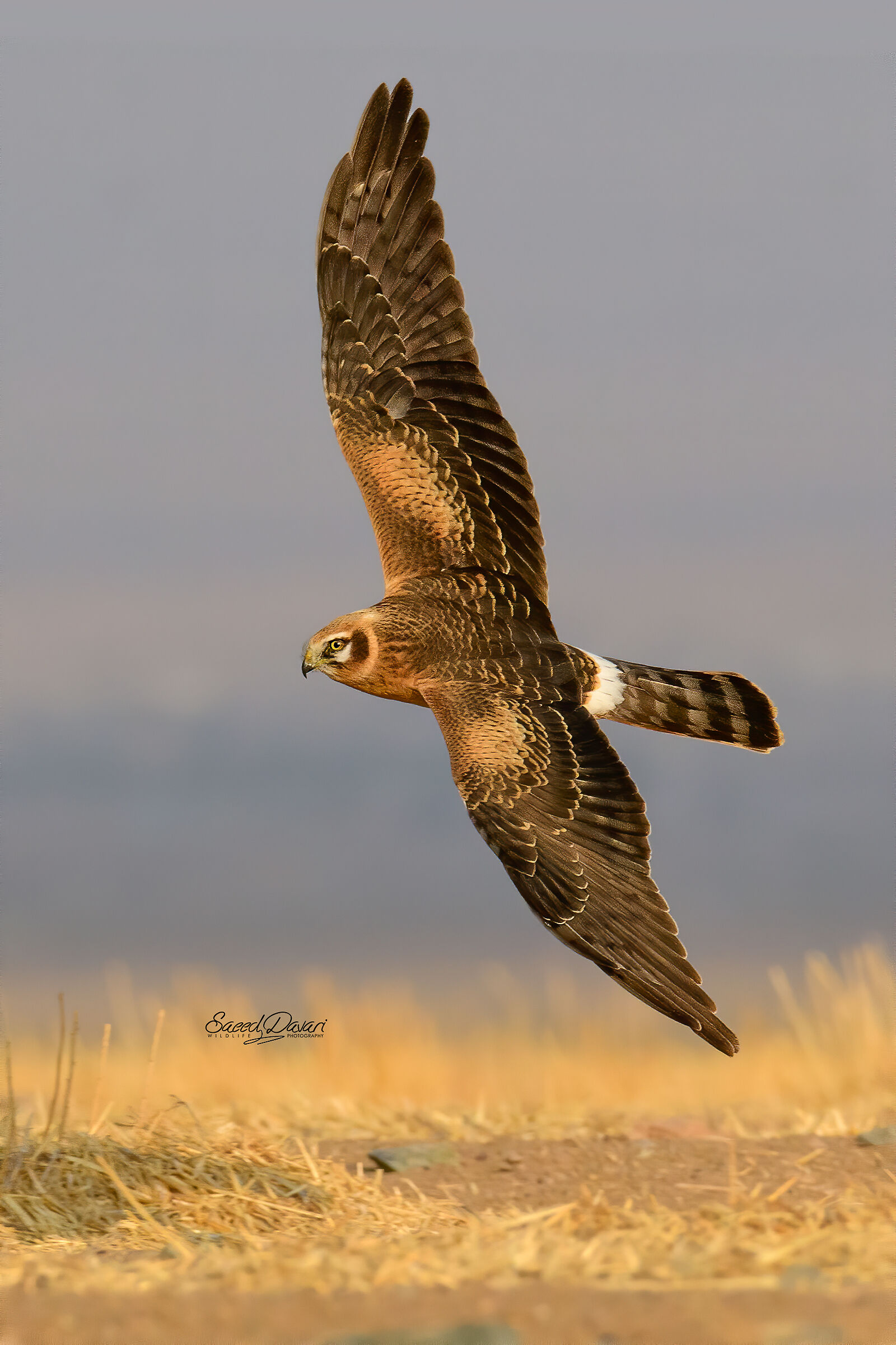 Nikon d500, sigma 150_600s,1/3200,iso:900,f:8