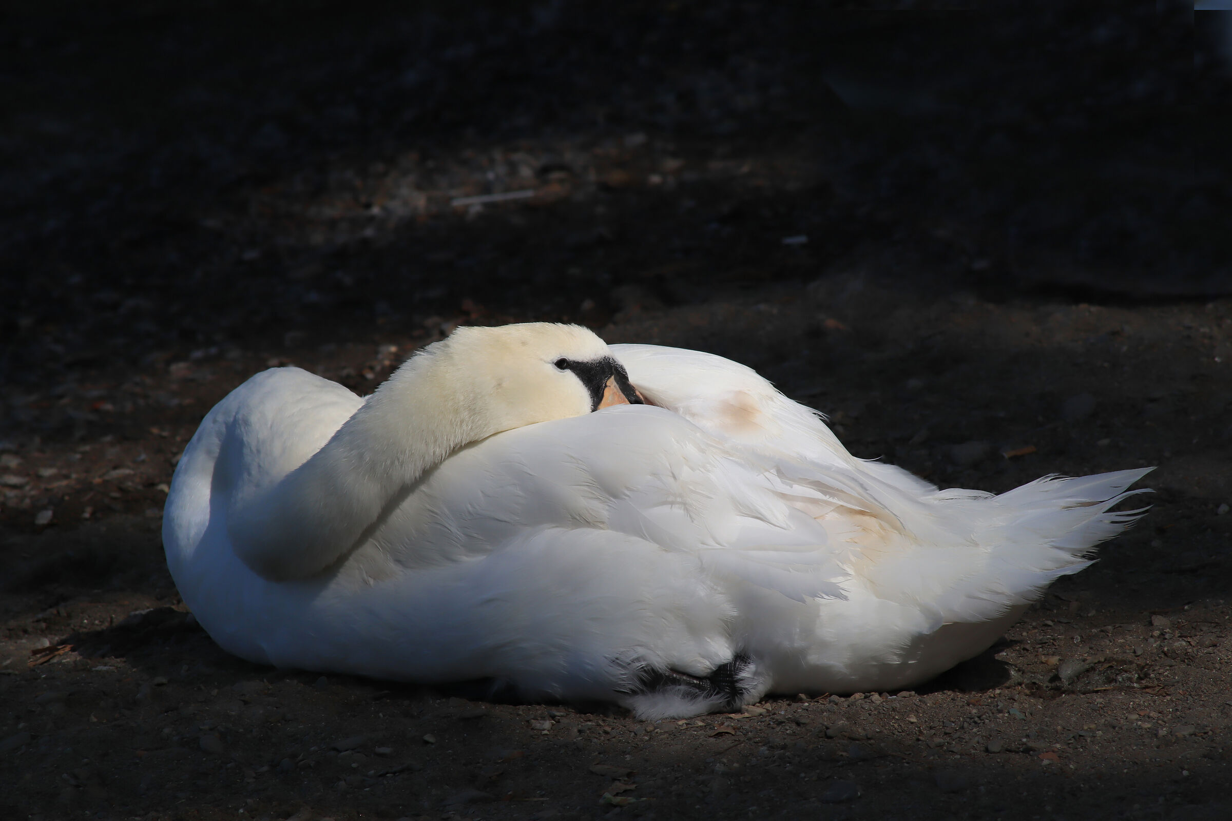Sul calar della sera