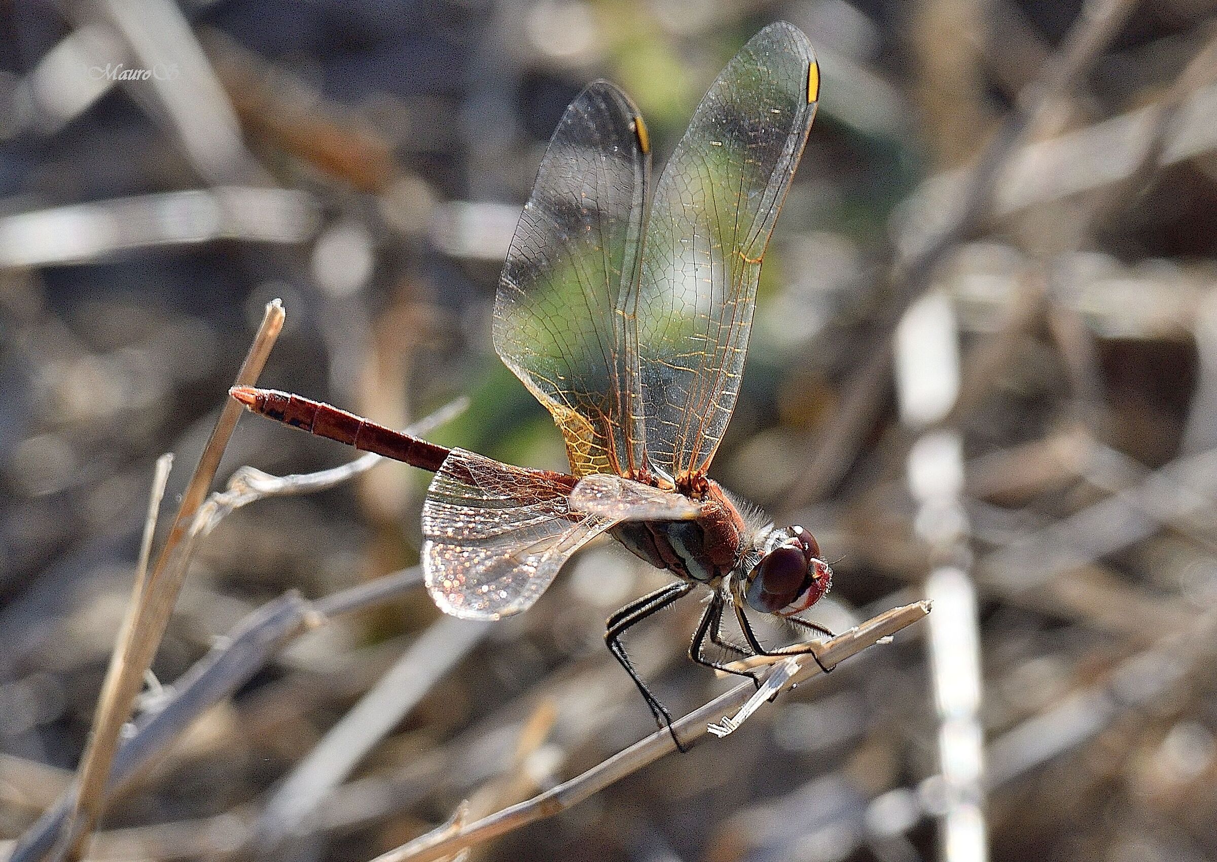 libellula